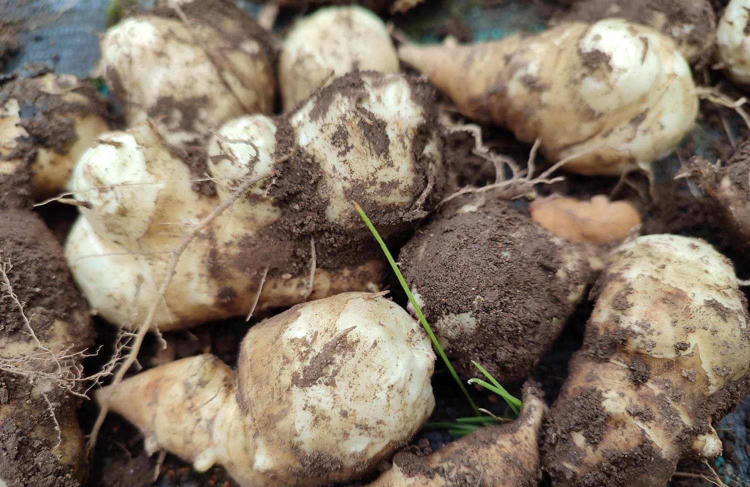 Jordärtskockor för plantering 100 st Bianca