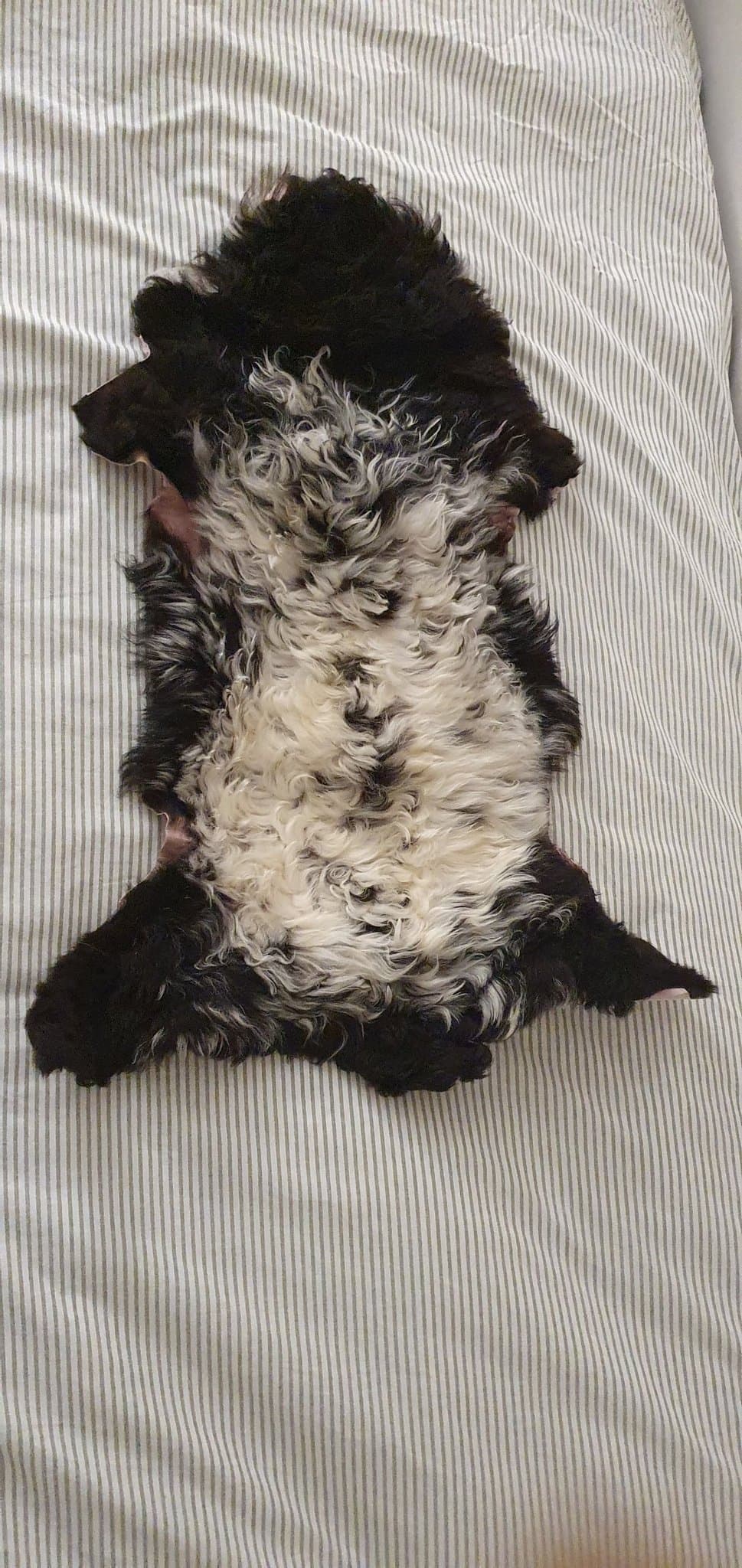 Lammskinn i svart och vitt – äkta fårskinn