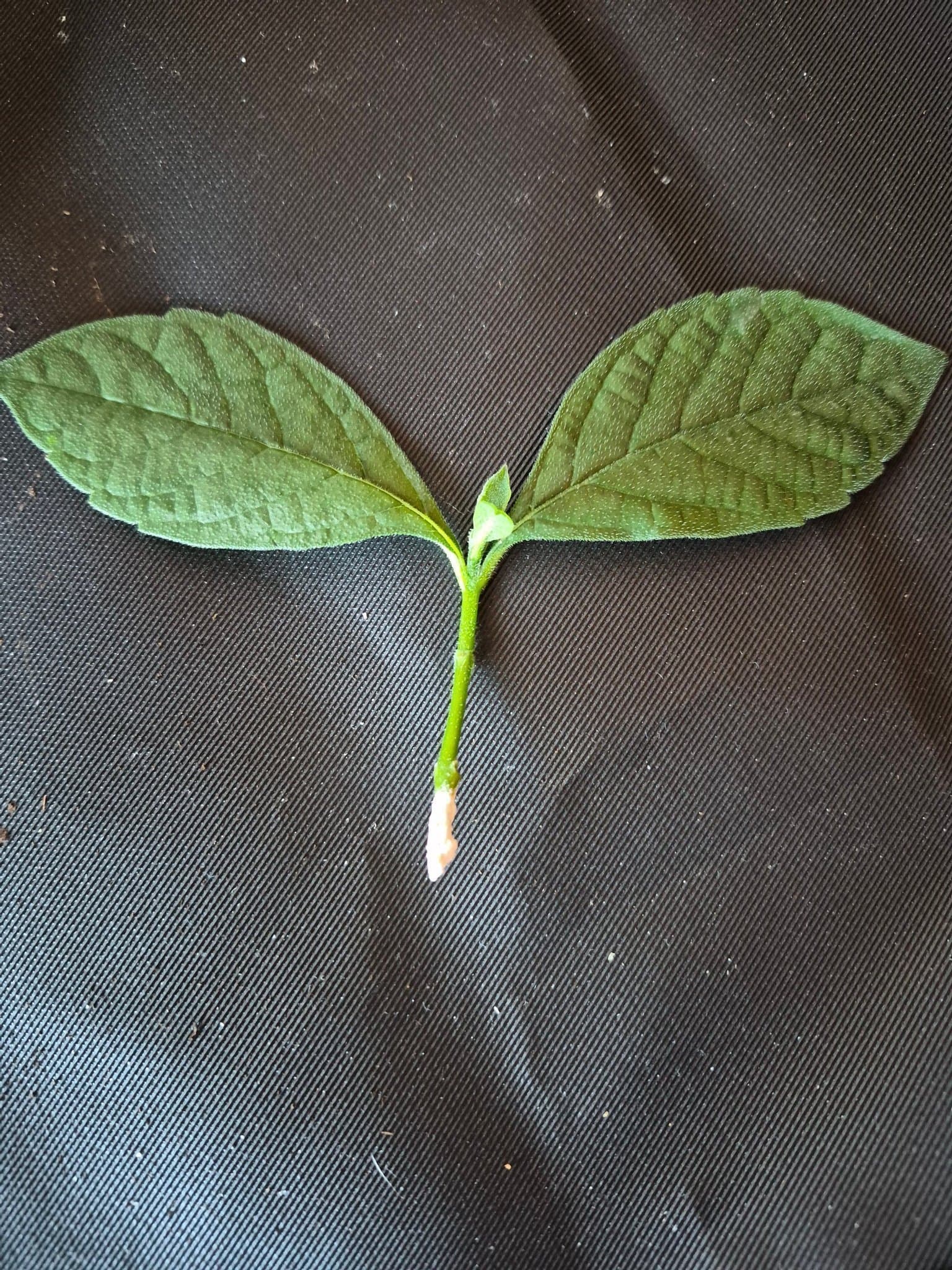 Rotningshormon/medel Växter 20gr