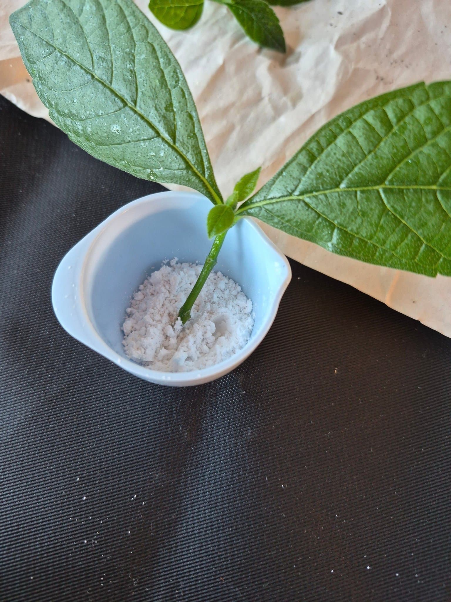 Rotningshormon/medel Växter 30gr