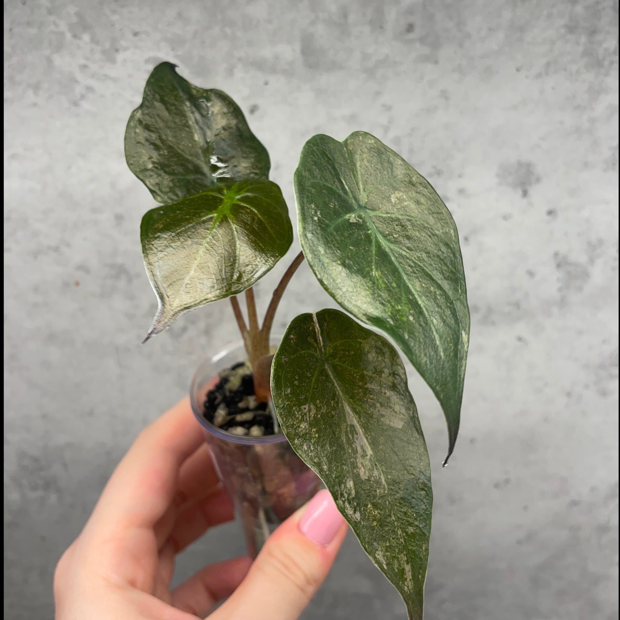 Alocasia Wentii pink splash