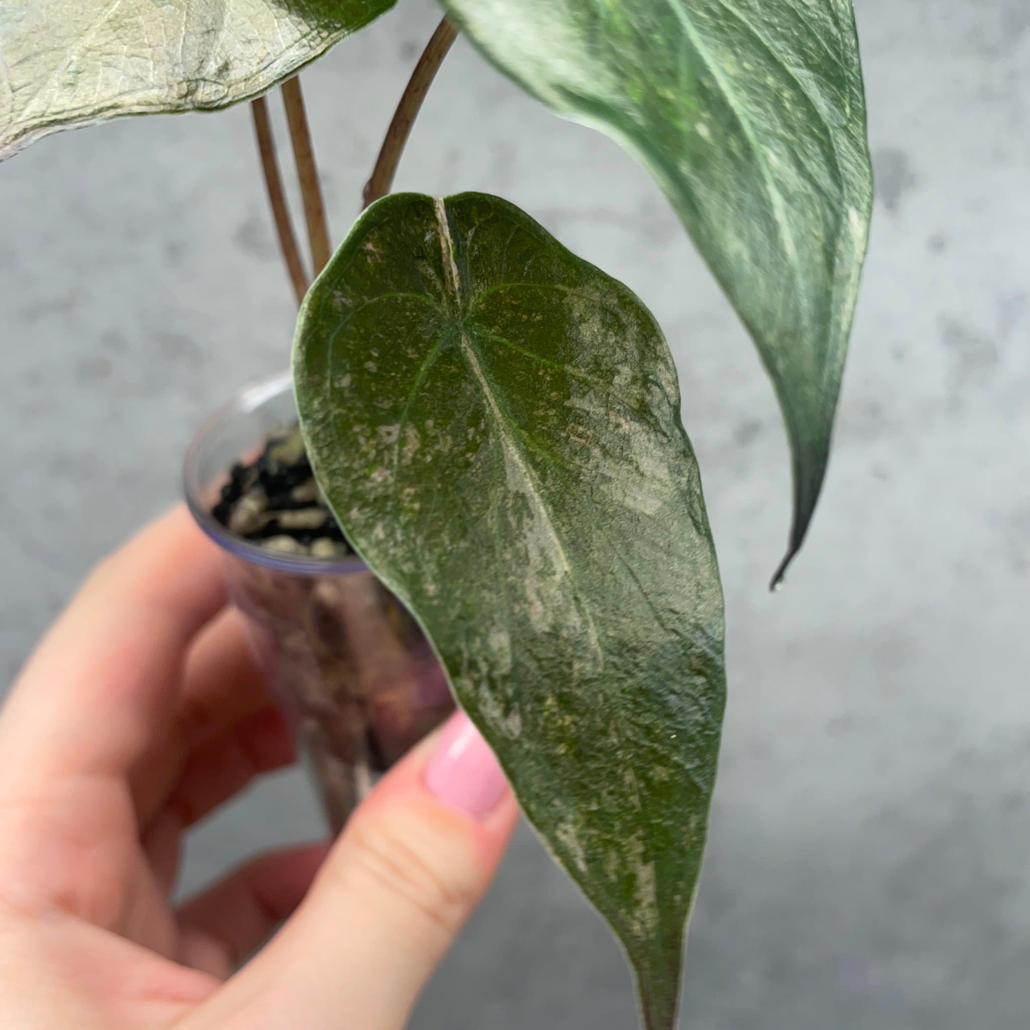 Alocasia Wentii pink splash