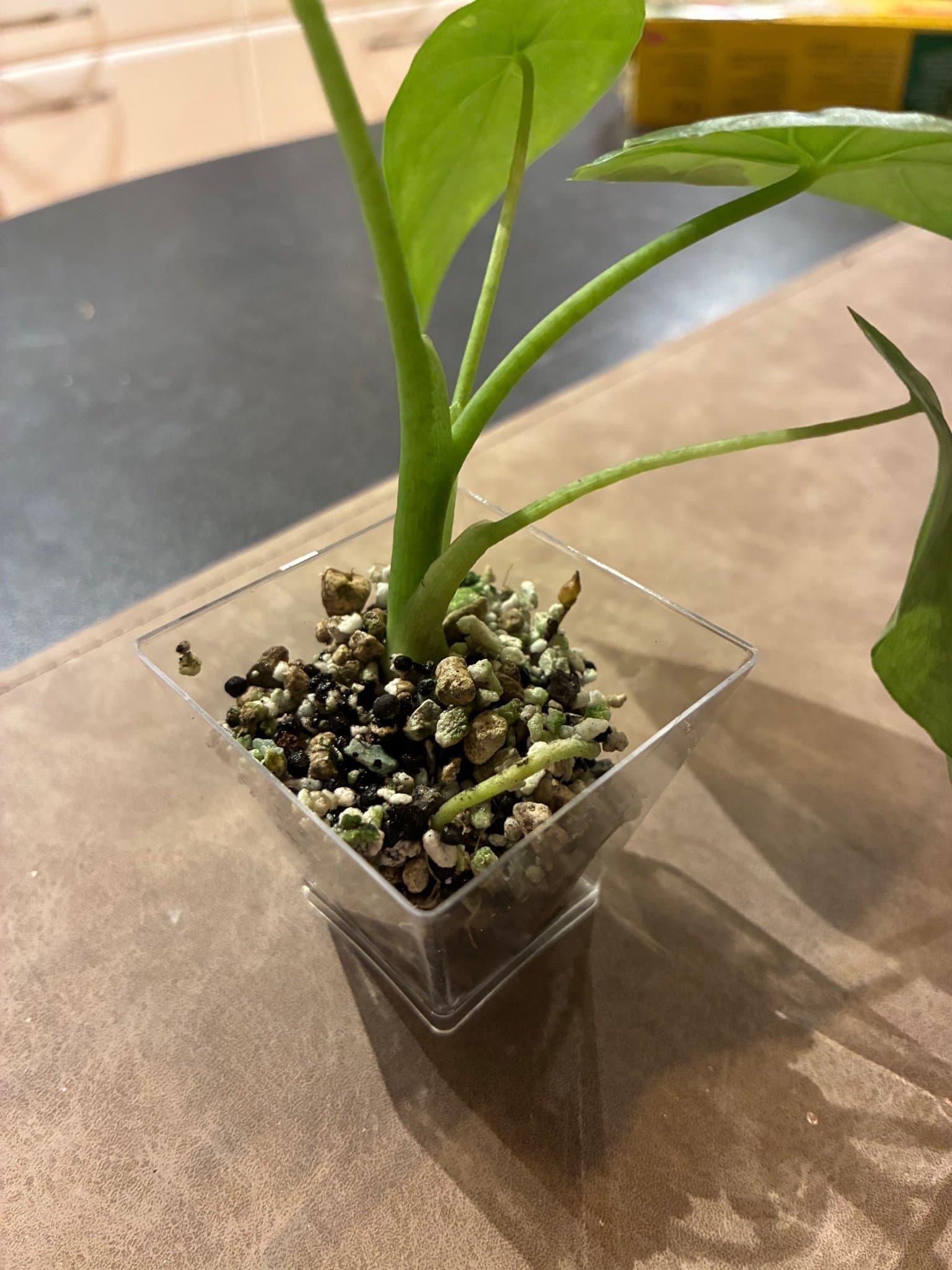 10 fyrkantiga Plastkrukor 4*cm för ex sticklingar