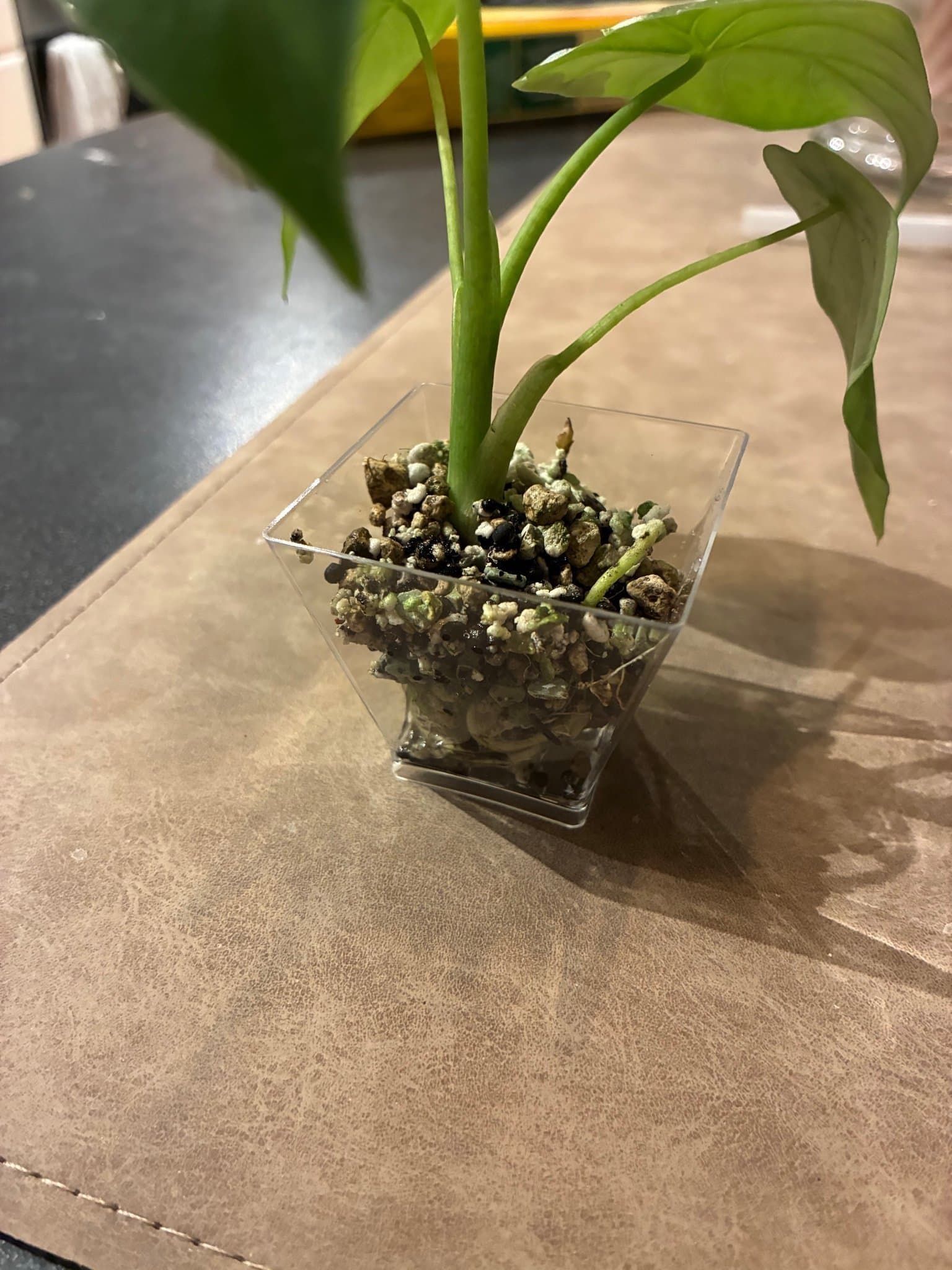 10 fyrkantiga Plastkrukor 4*cm för ex sticklingar