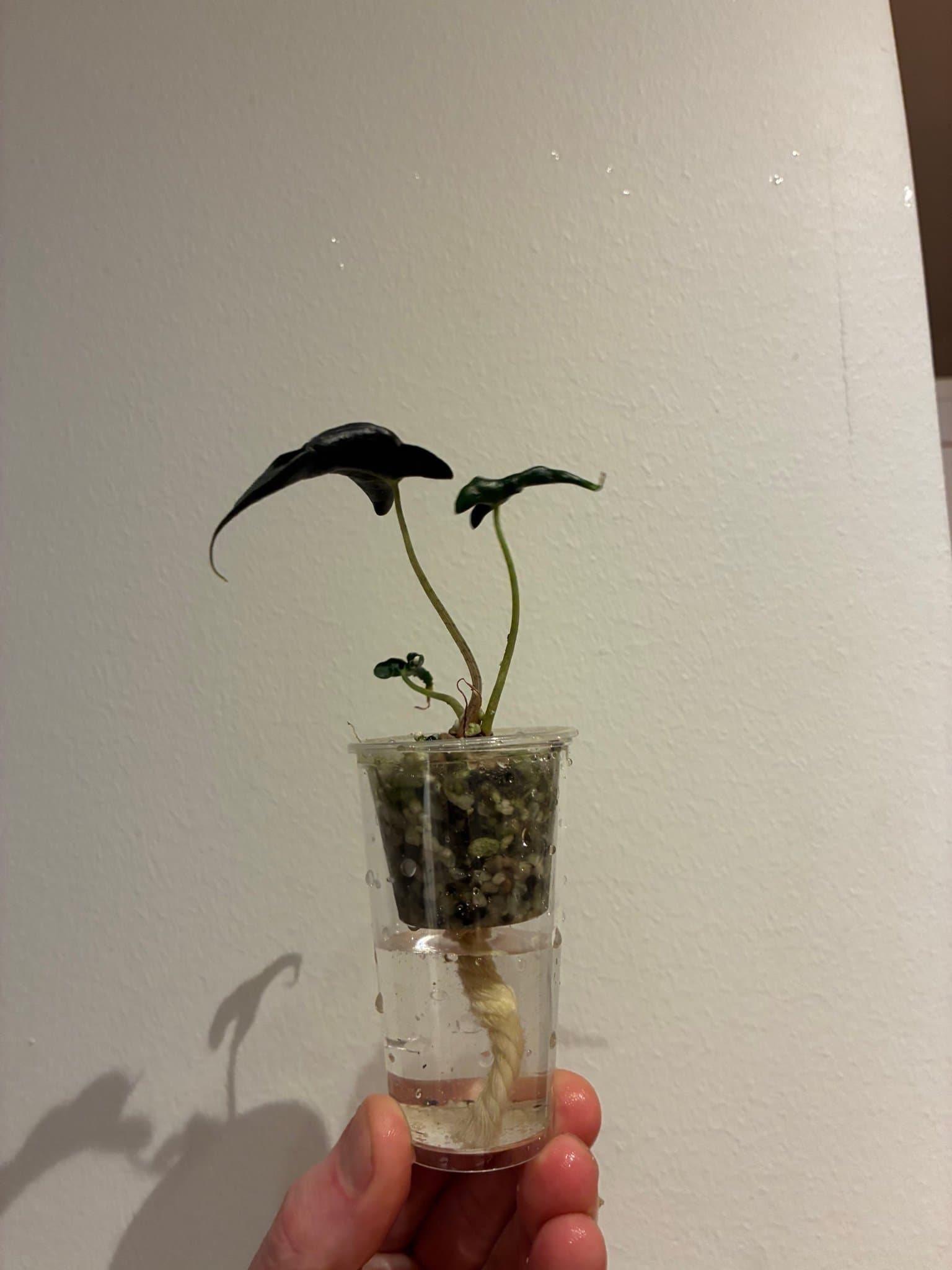 5st Plastkrukor 8cm * 4.5cm med innerkruka 4.5cm * 4cm