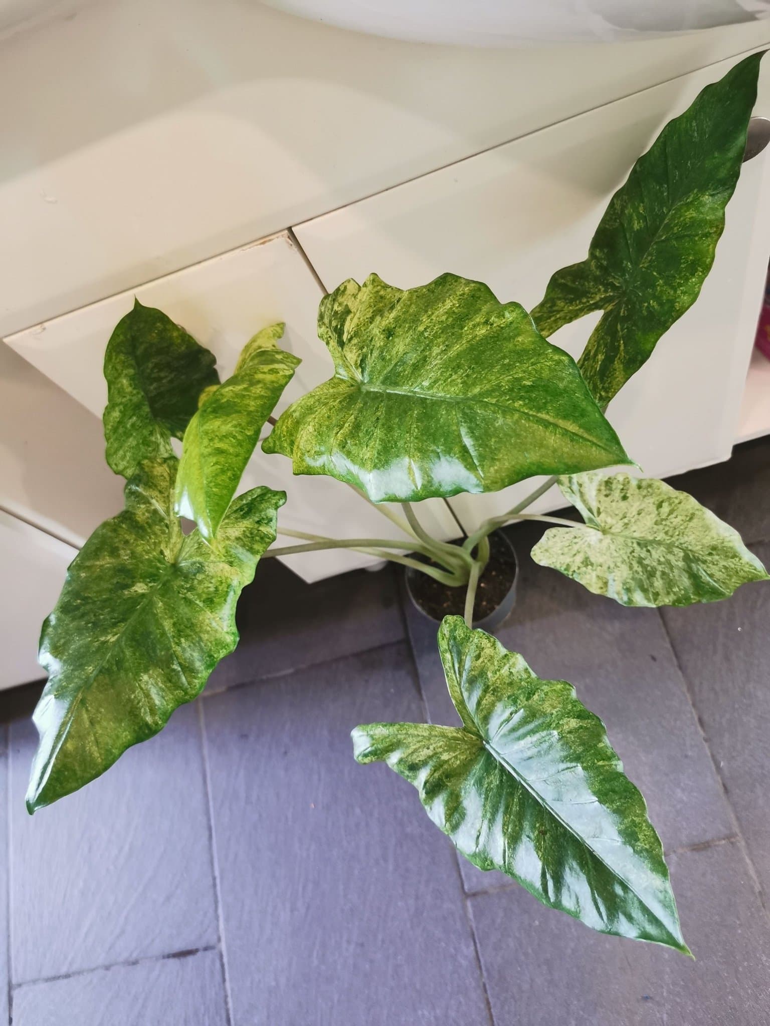 Alocasia macrorrhiza splash. Stor hel plant