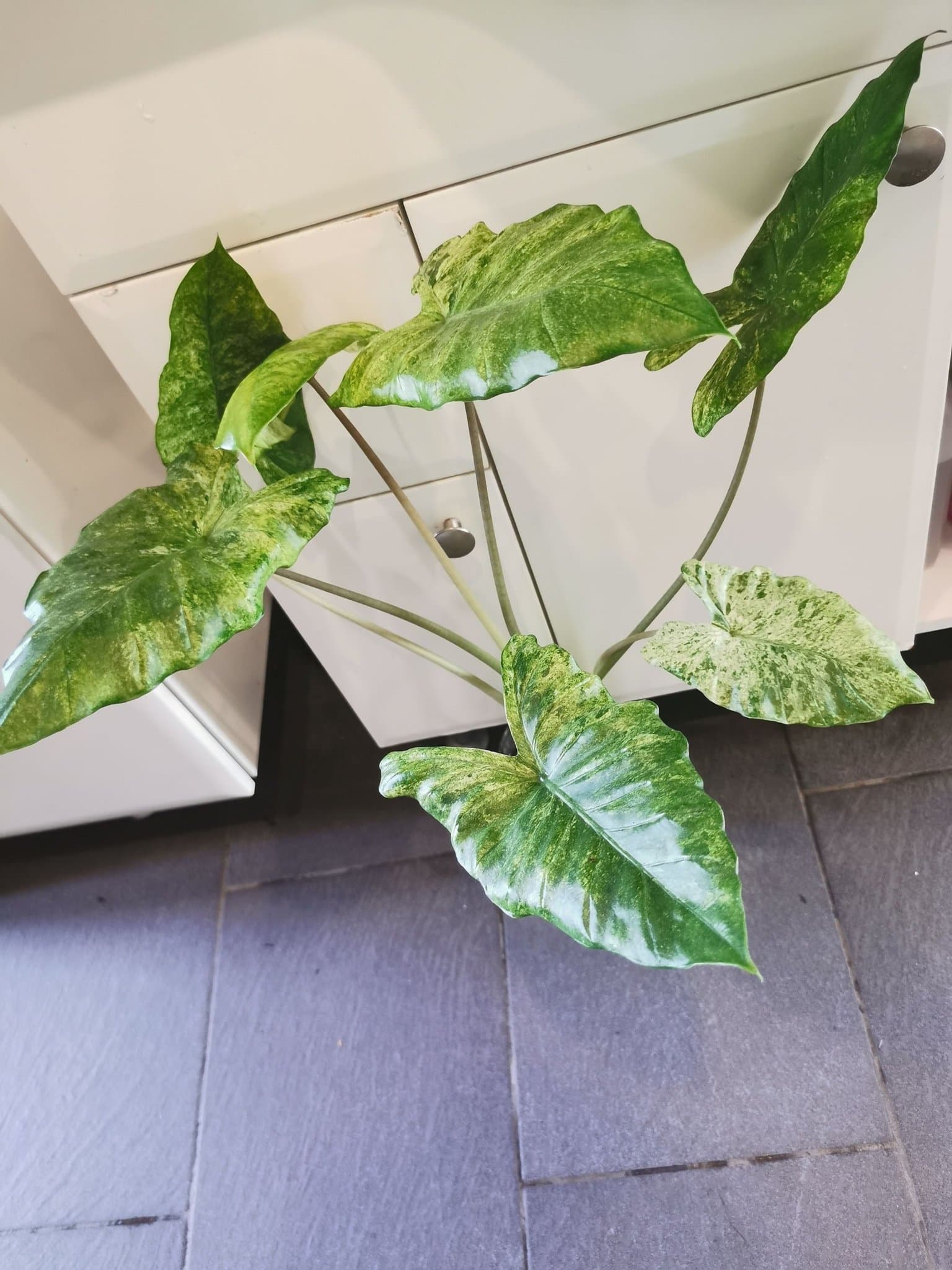 Alocasia macrorrhiza splash. Stor hel plant