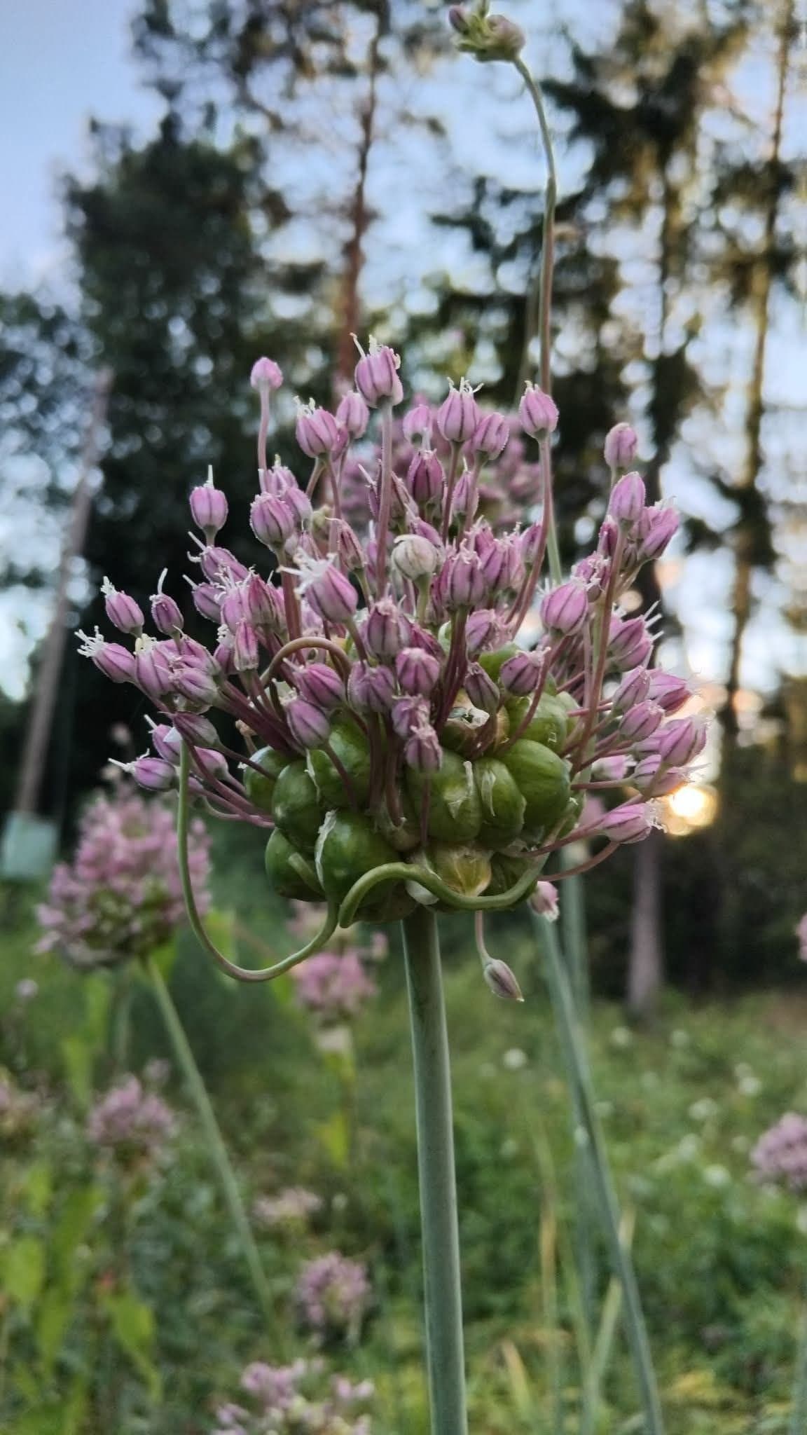 20 st Babington lök, Perenn Purjolök,Utsäde,Allium ampeloprasum var. babingtonii