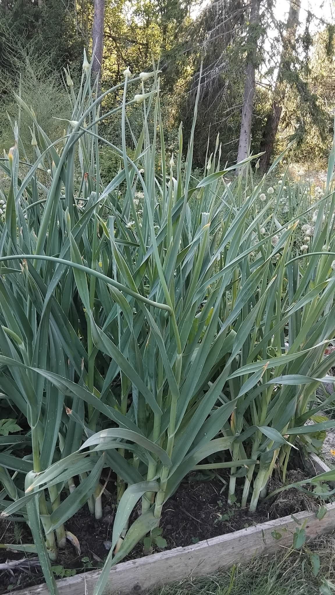 20 st Babington lök, Perenn Purjolök,Utsäde,Allium ampeloprasum var. babingtonii