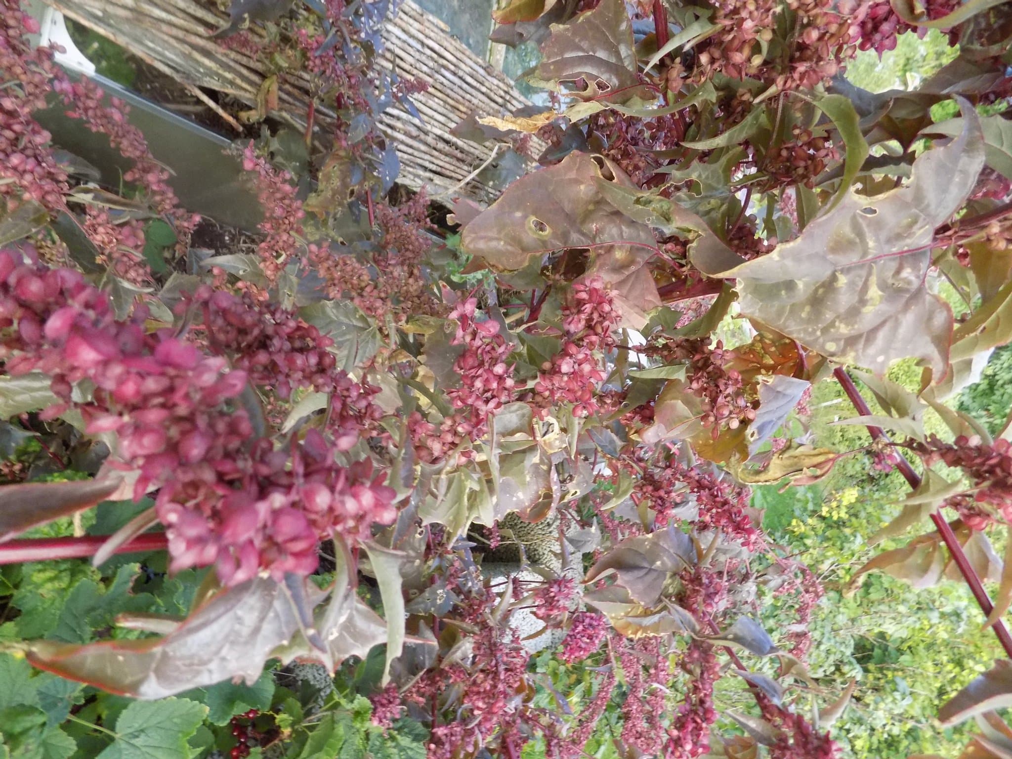 Grönsakspaket "delikatess" mixade sorter 130 frö