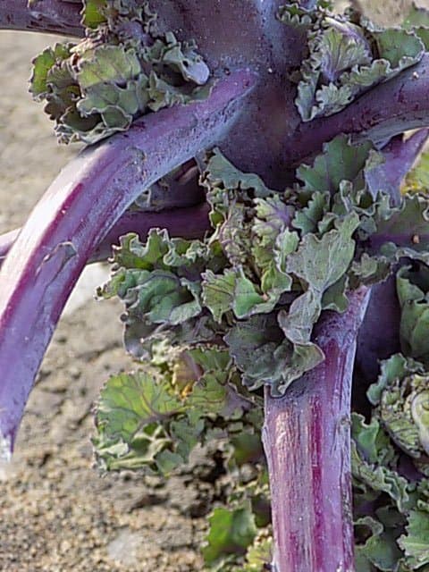 Grönsakspaket "delikatess" mixade sorter 130 frö