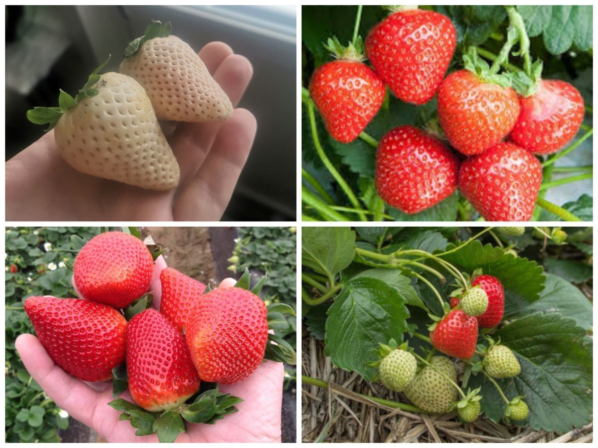 Jordgubbspaket Fröer av 4 olika Jordgubbar. 55st Fröer.