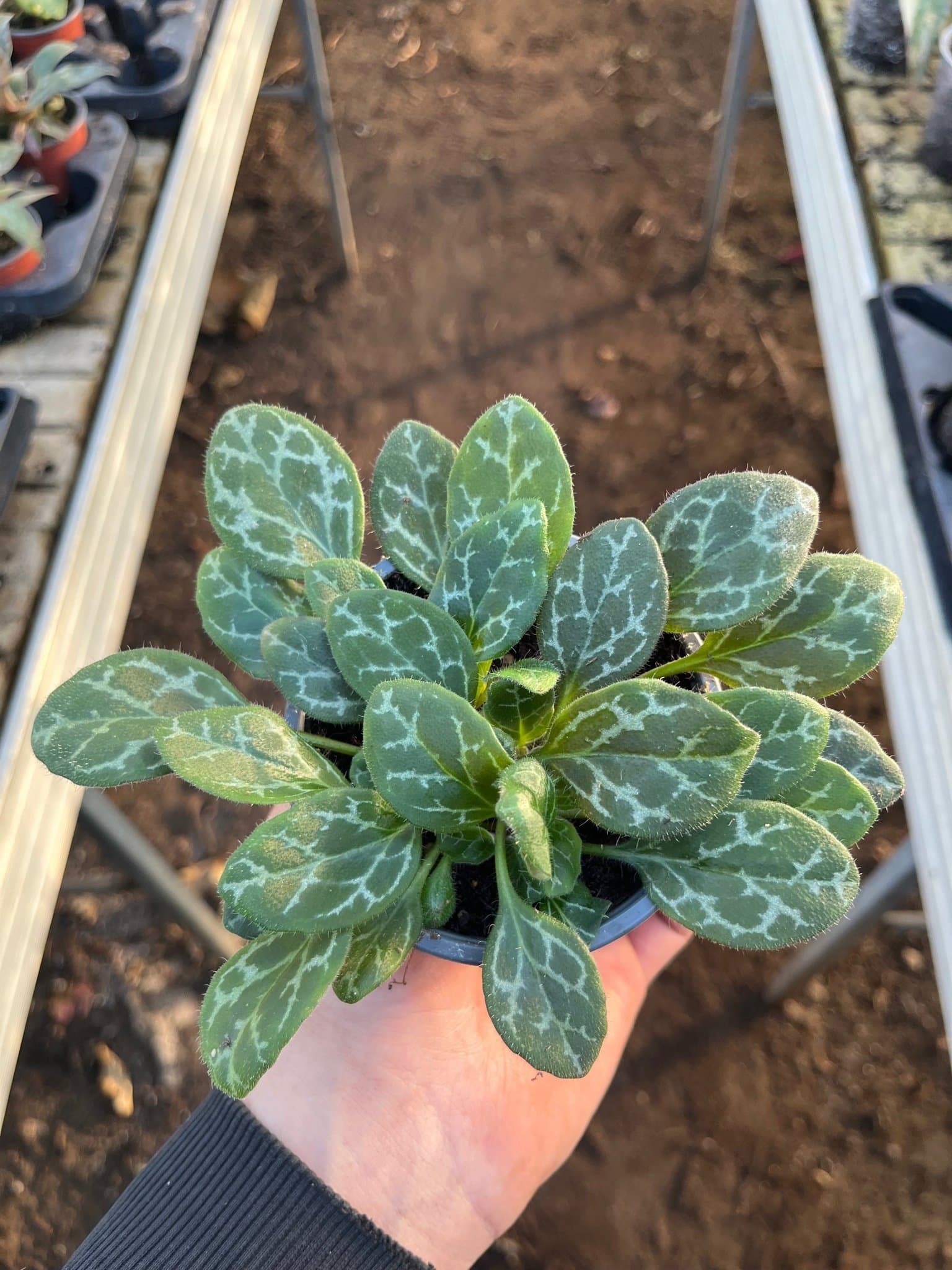 Primulina yungfuensis