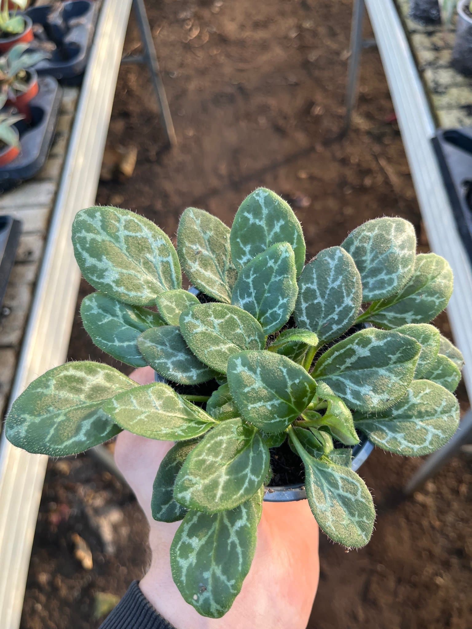 Primulina yungfuensis