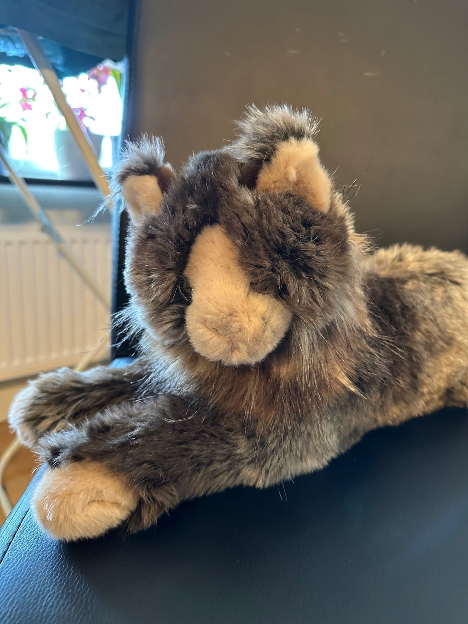 Mjukdjur Katt douglas maine coon dlux