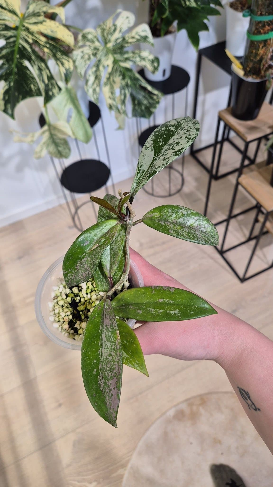 Hoya pubicalyx silver