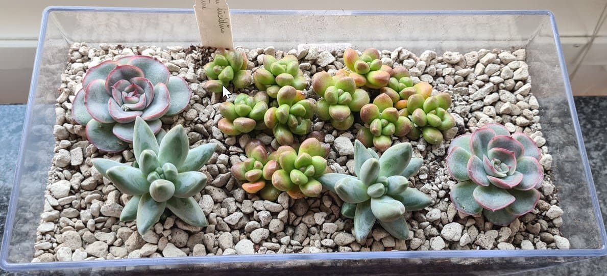 Transparant rektangulär kruka 2st