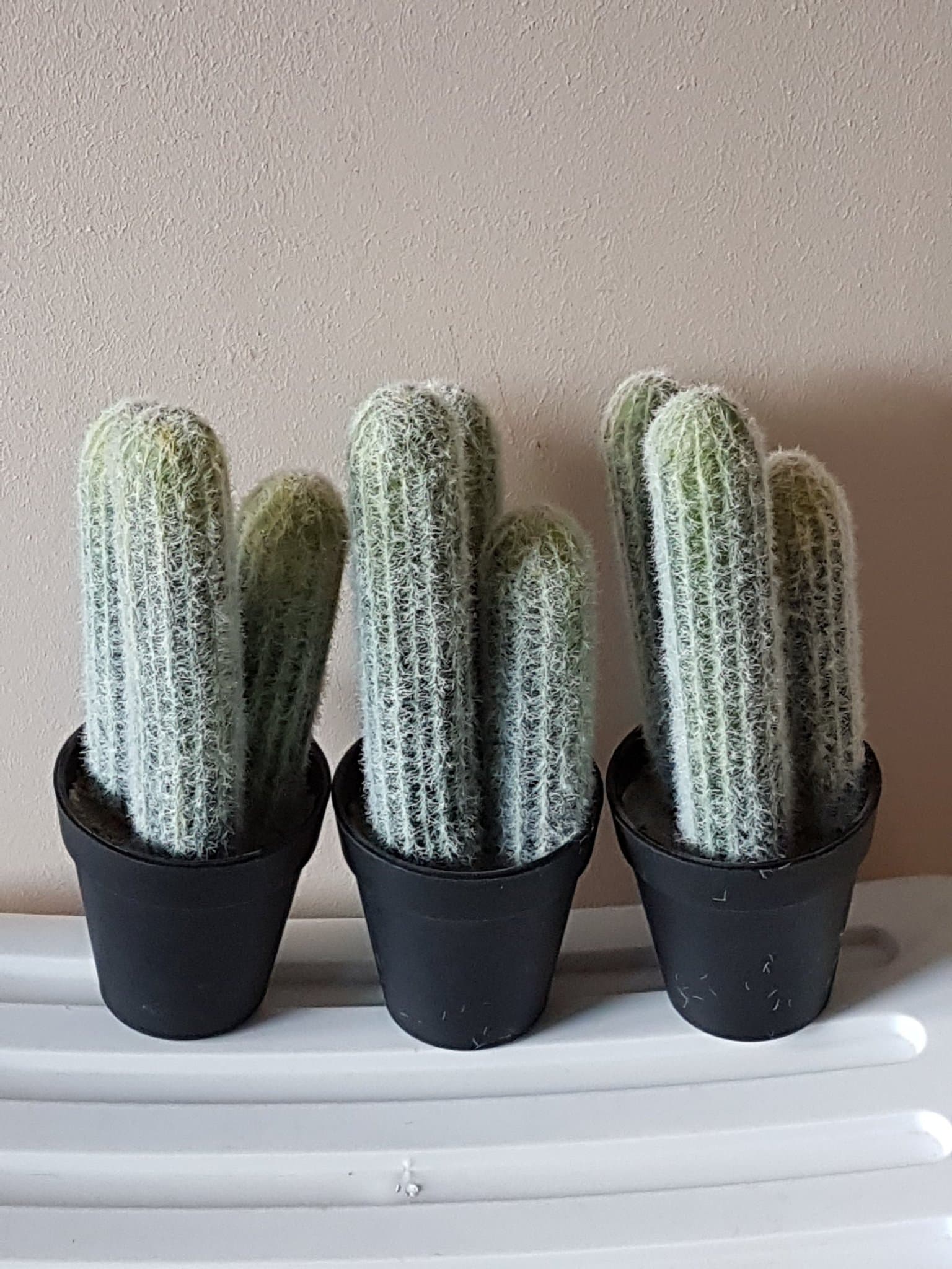 Tre söta konstgjorda kaktusar med taggar