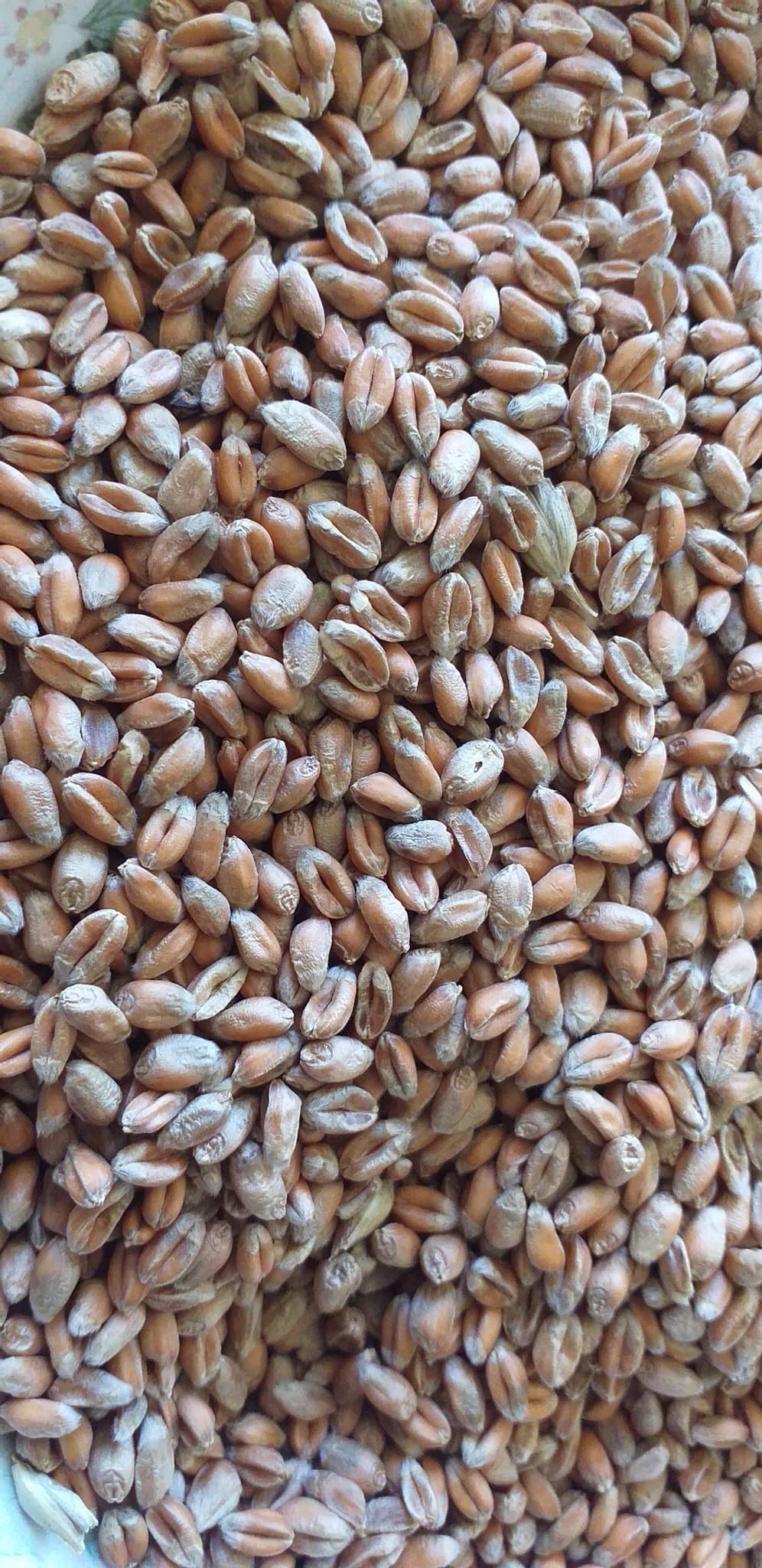 Vete vetefrön ca 1 kg för utsäde eller groddar