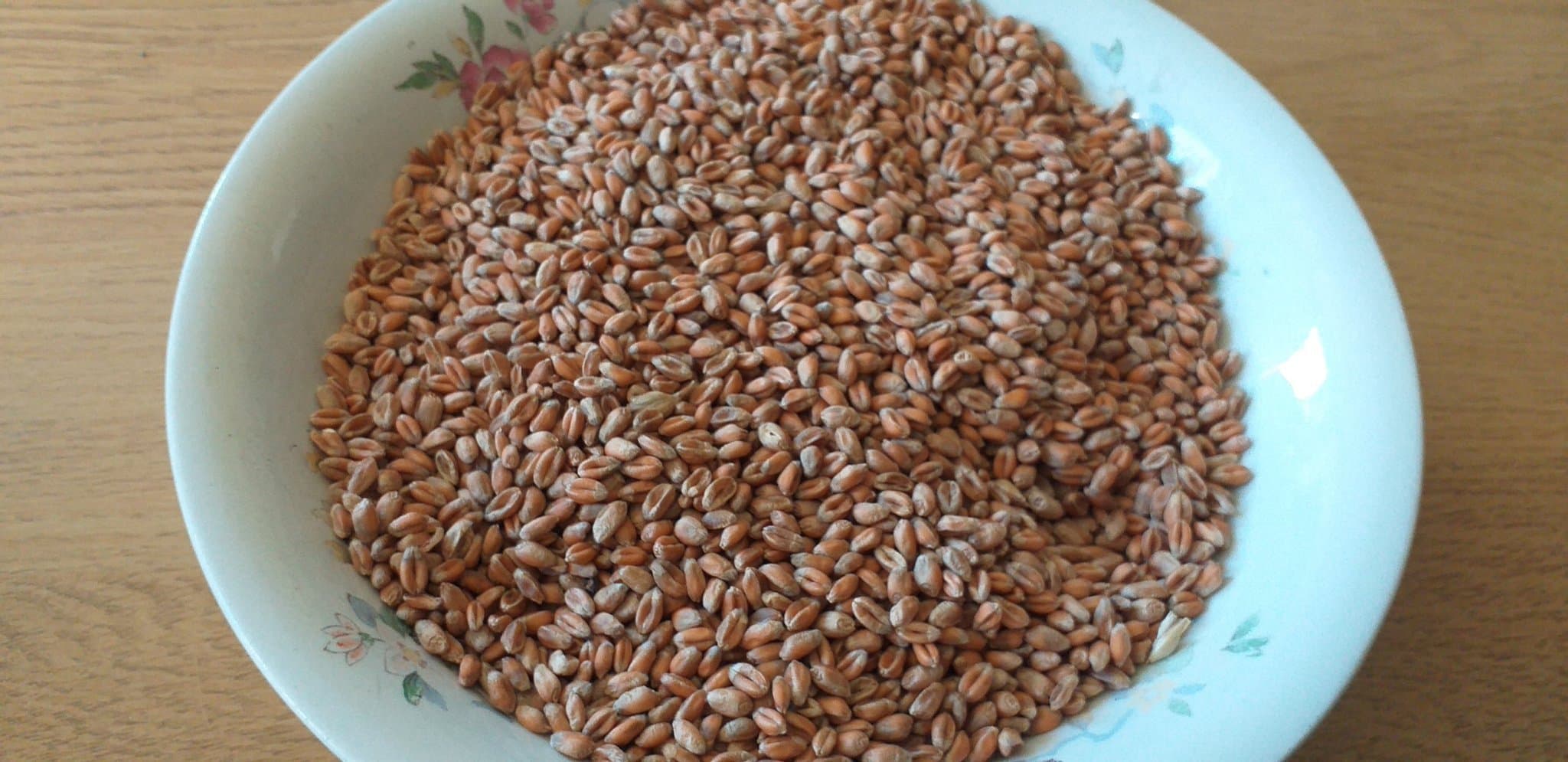 Vete vetefrön ca 1 kg för utsäde eller groddar