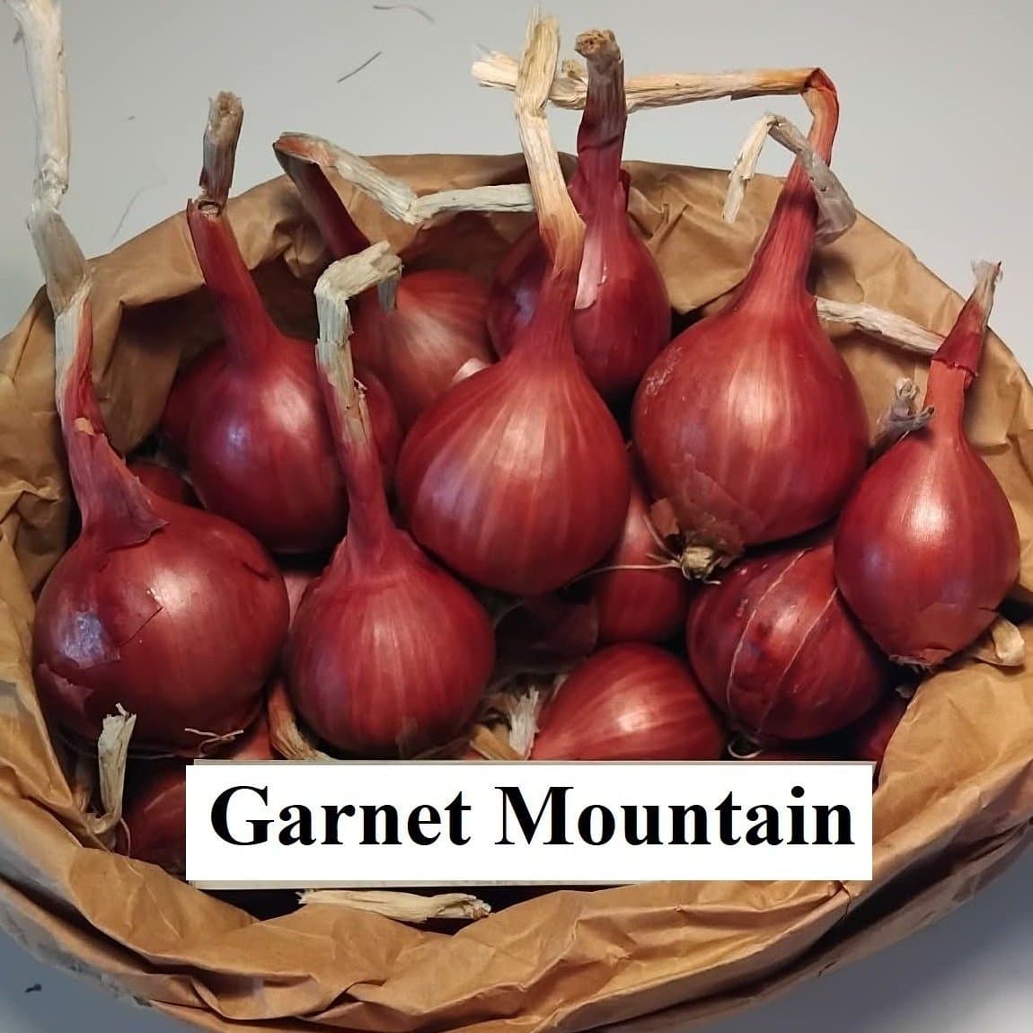 Röd Potatislök ,1 st Garnet Mountain från USA" kulturväxt, Utsäde,Allium,sättlök