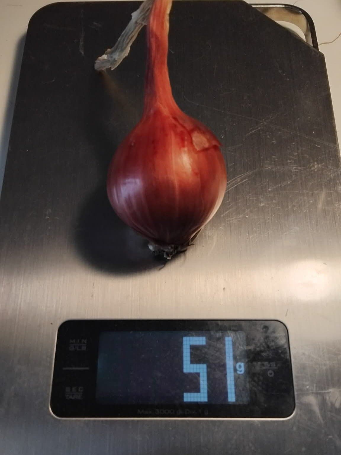 Röd Potatislök ,1 st Garnet Mountain från USA" kulturväxt, Utsäde,Allium,sättlök