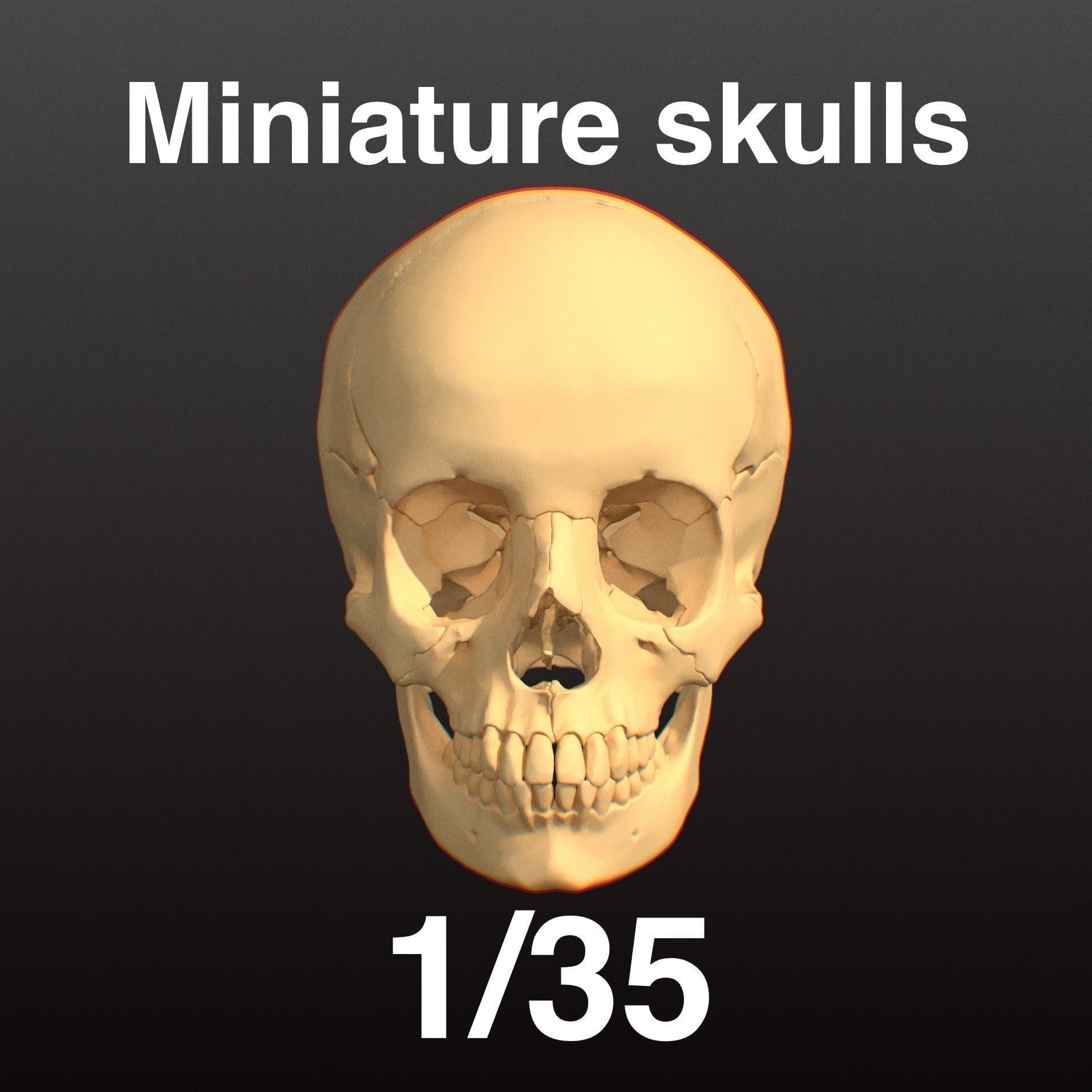 Dödskallar/kranium i skala 1/35