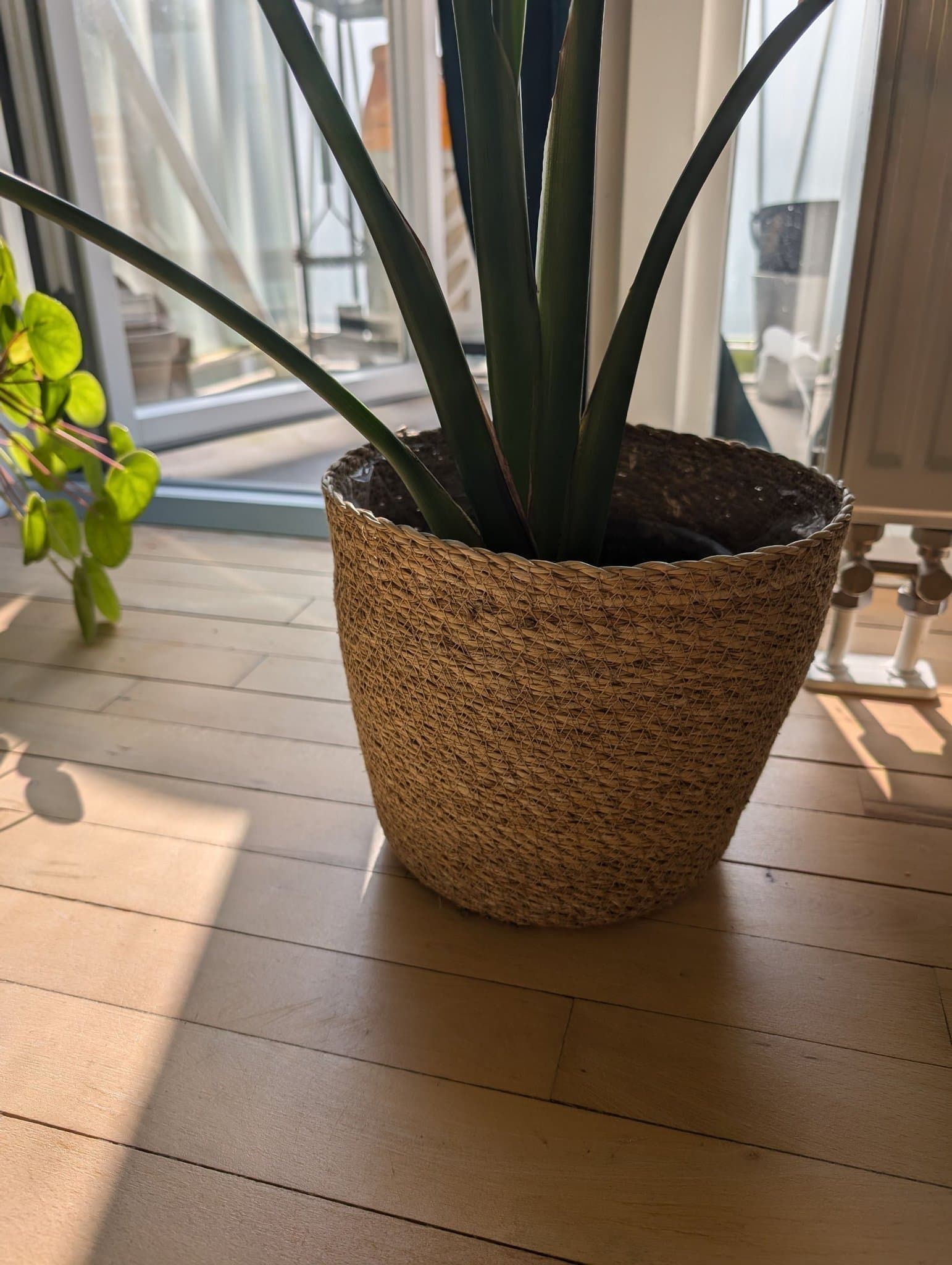 Blomkruka UTAN växt.