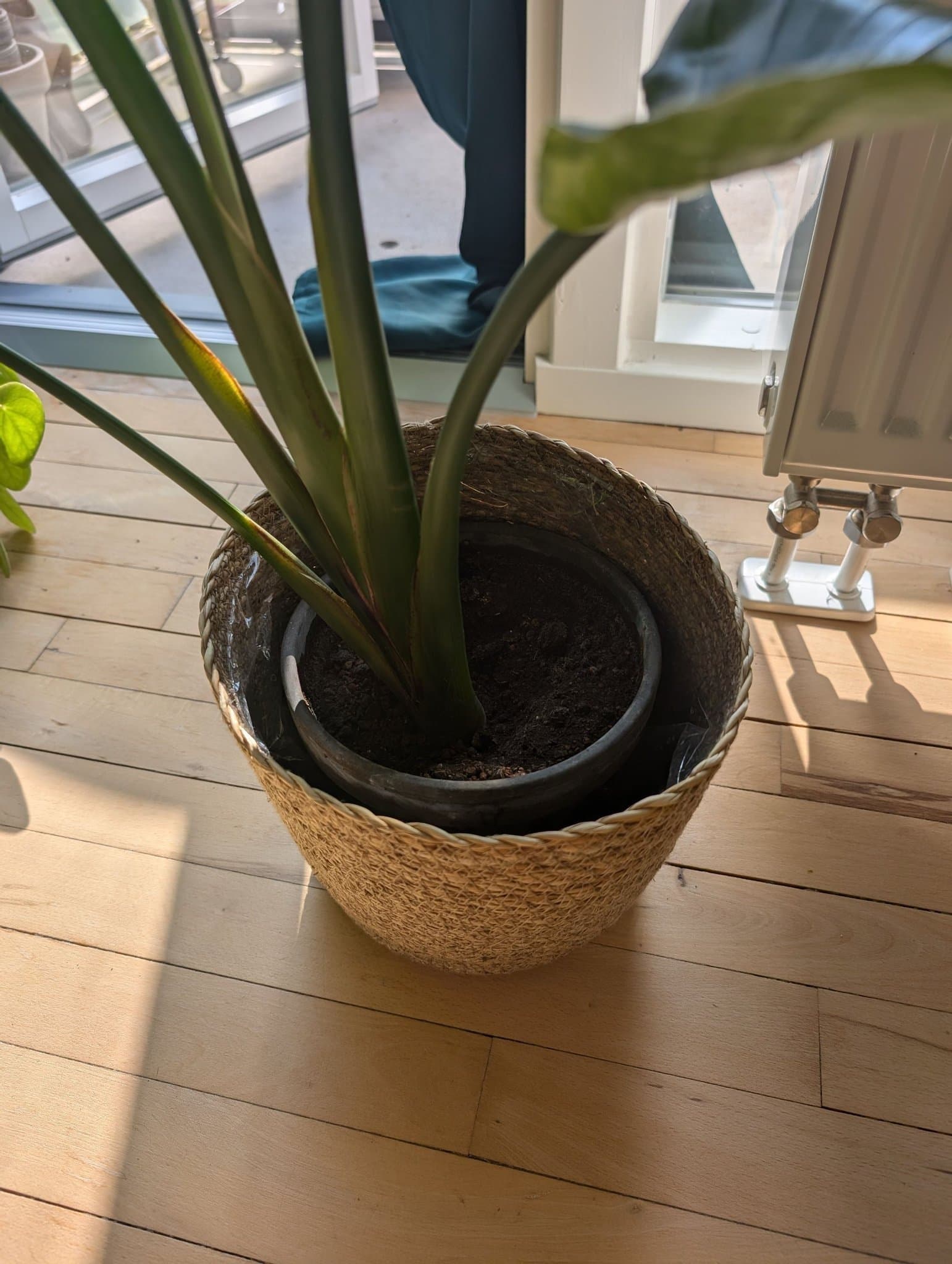 Blomkruka UTAN växt.