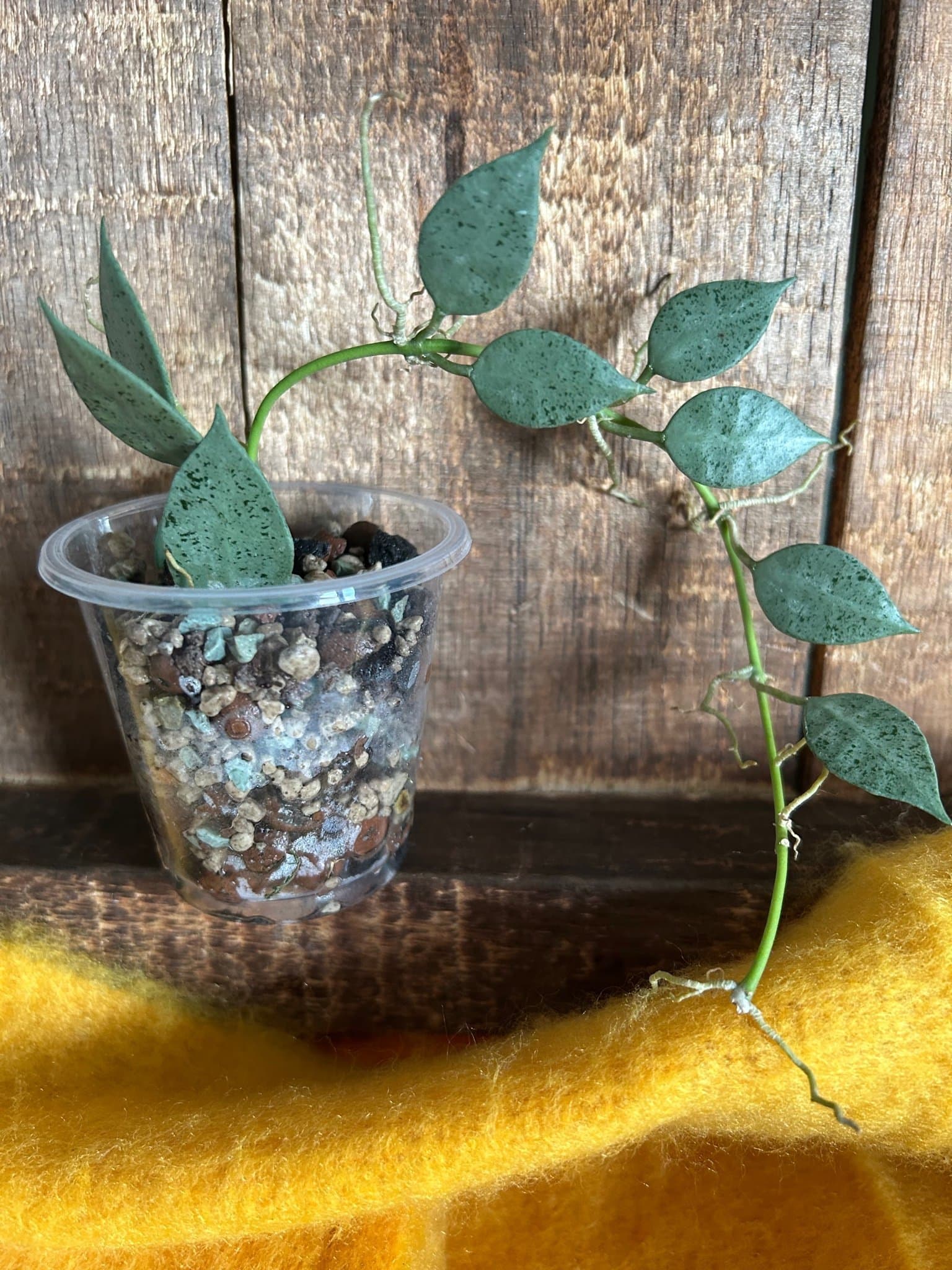 HOYA LACUNOSA ‘LOUISA’S SILVER’