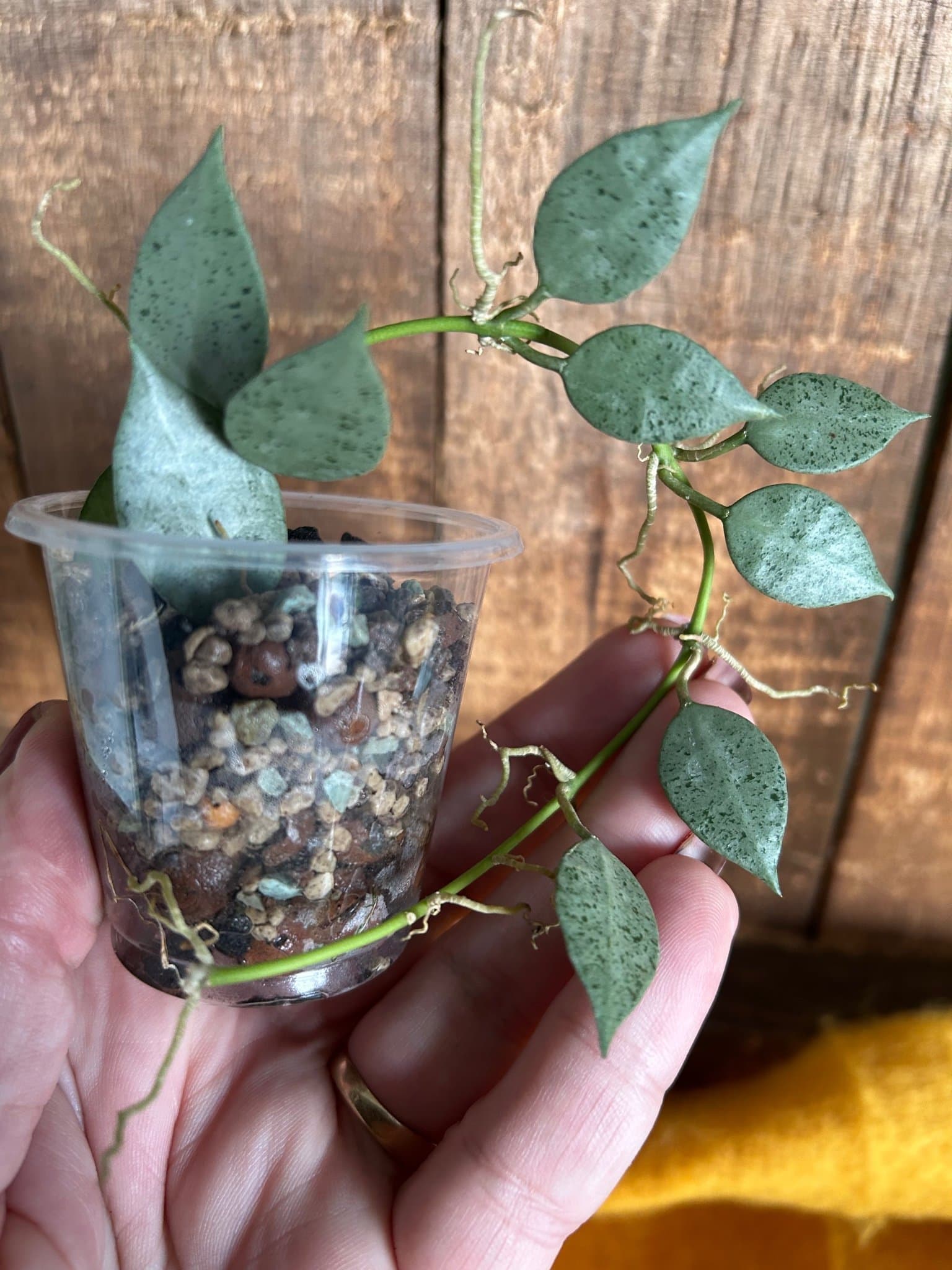 HOYA LACUNOSA ‘LOUISA’S SILVER’