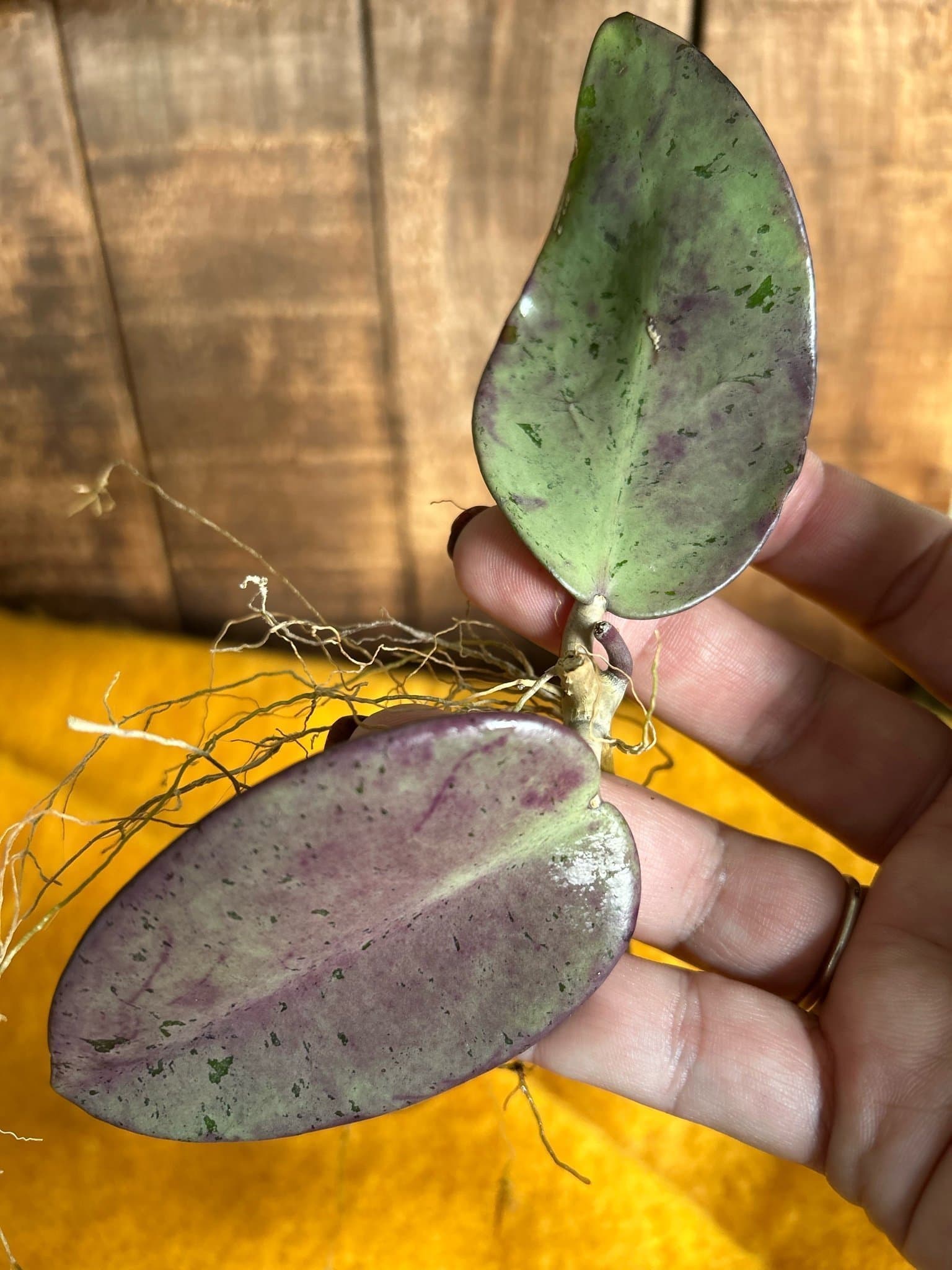 Hoya Silver dollar stickling