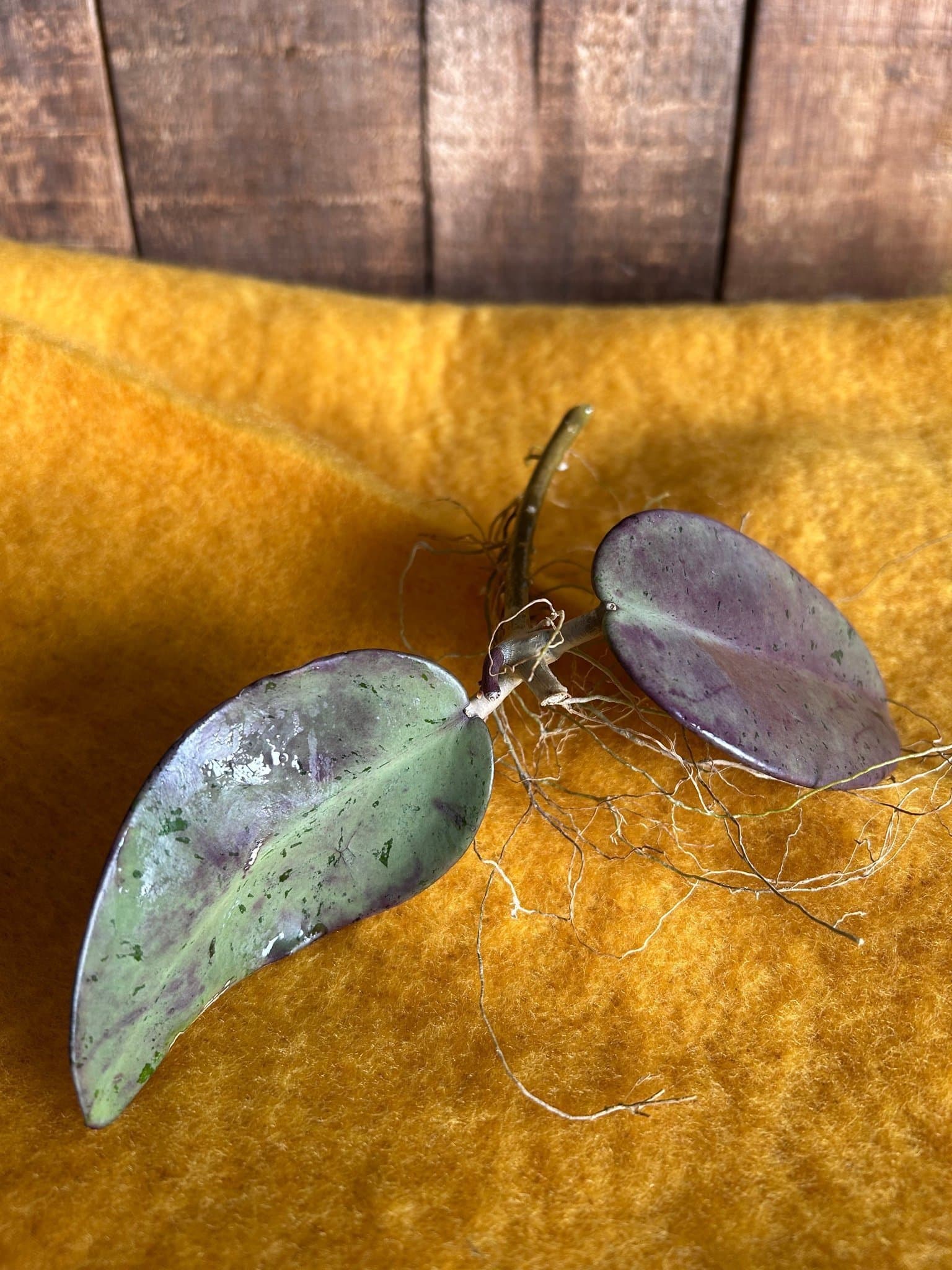 Hoya Silver dollar stickling