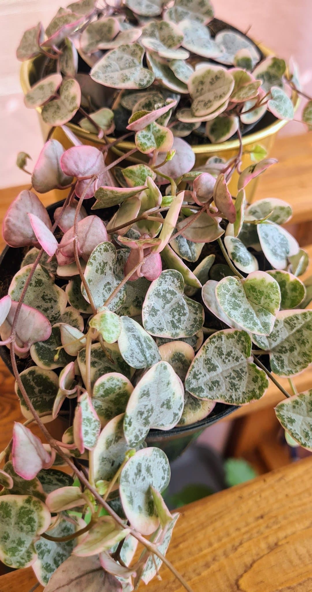 Ceropegia woodii VARIEGATA 'hjärtan på tråd'