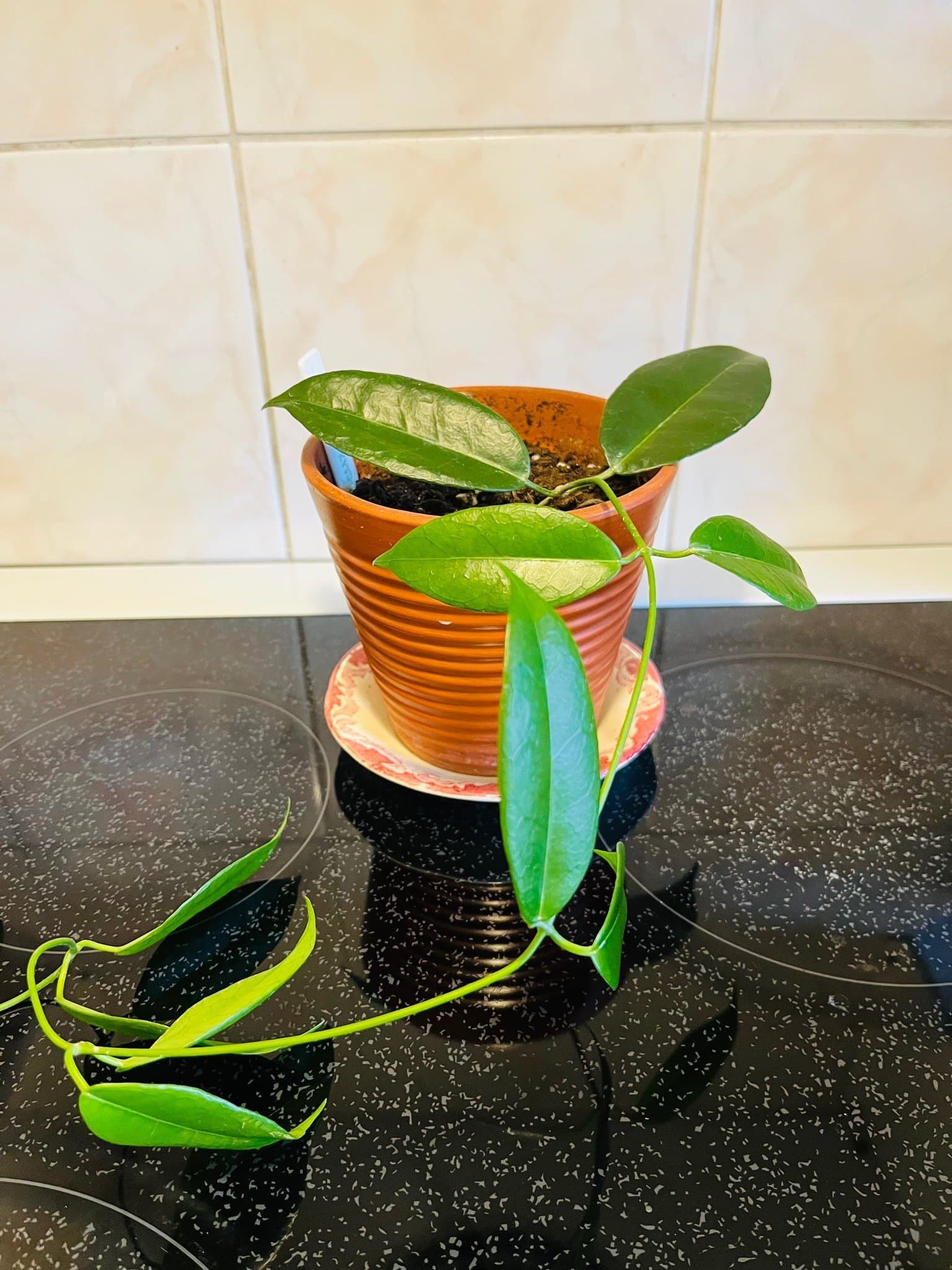 Hoya desvoeuxensis hela plantan