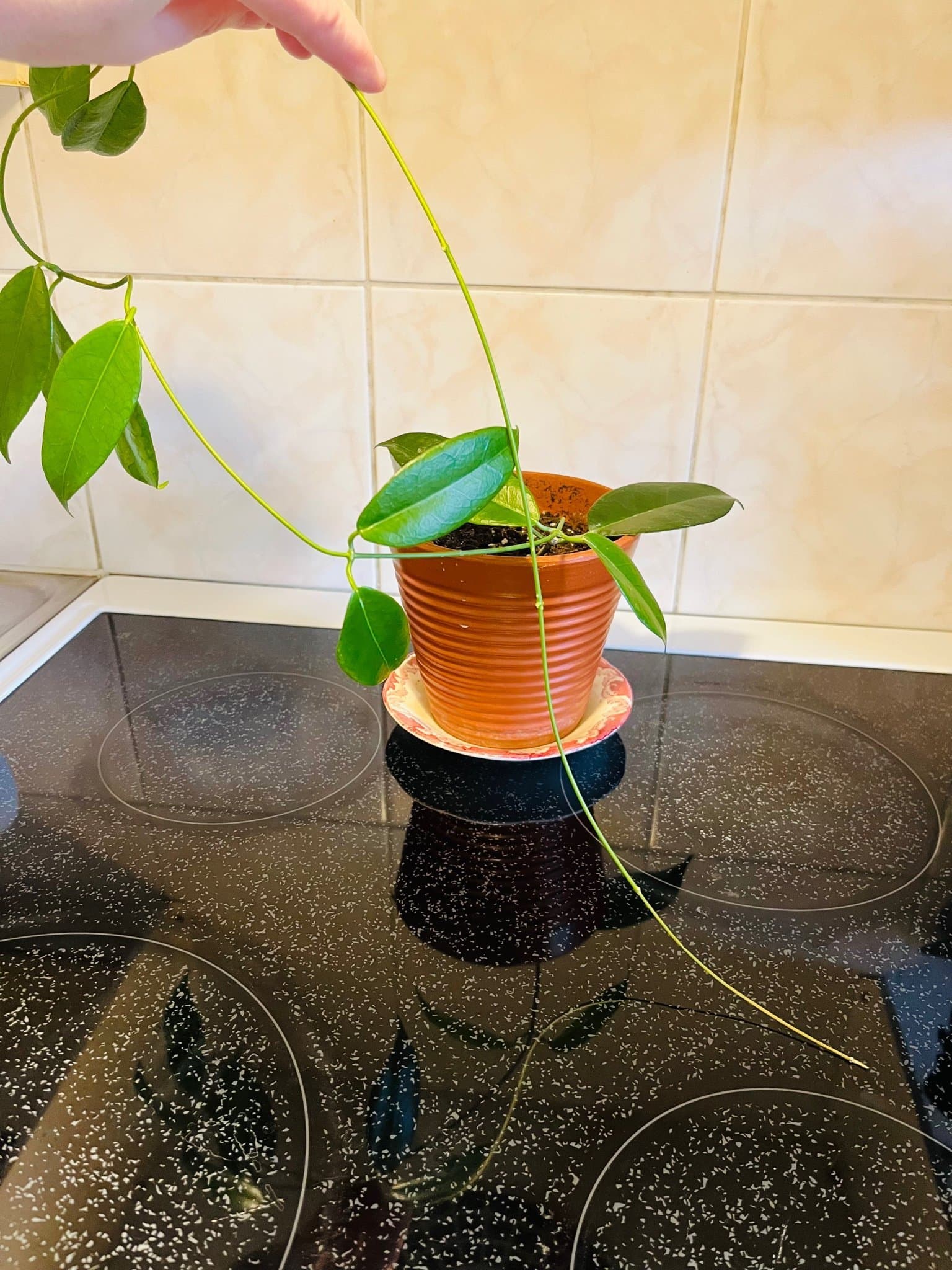 Hoya desvoeuxensis hela plantan