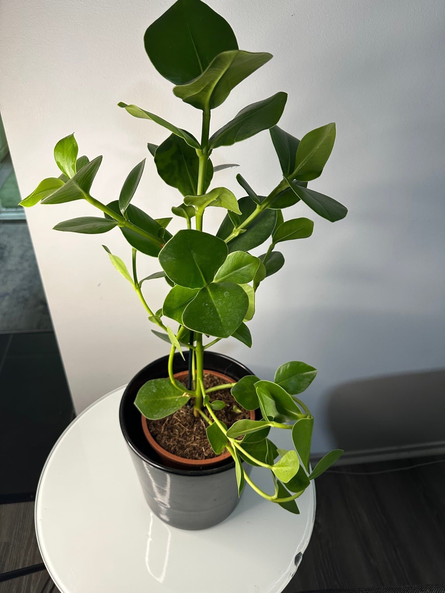 Krukväxt - Clusia Rosea Princess