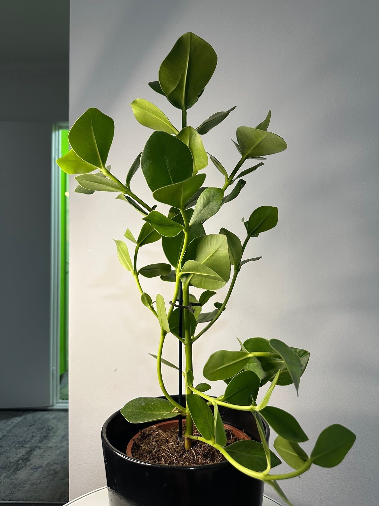 Krukväxt - Clusia Rosea Princess