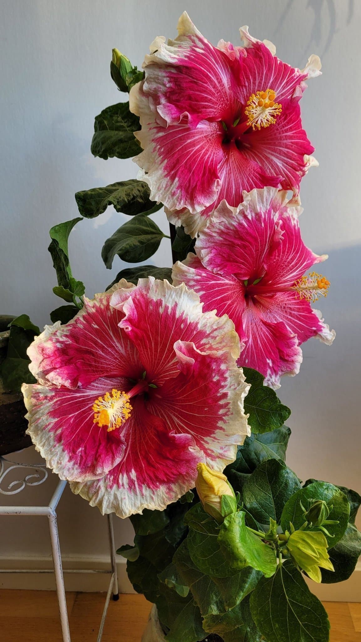 Hibiskus Wild at Heart - tropisk hibiskus, rotad stickling