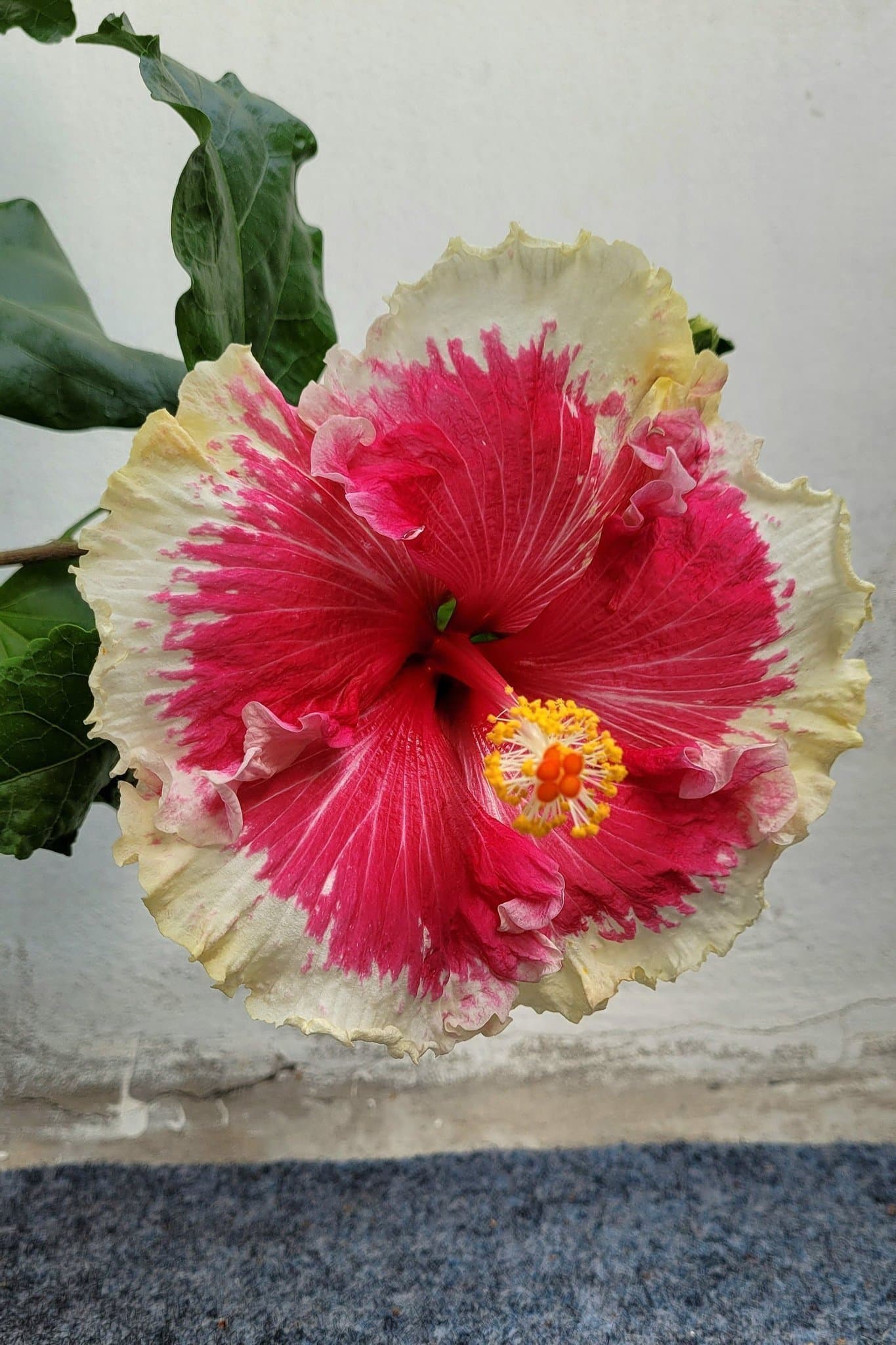 Hibiskus Wild at Heart - tropisk hibiskus, rotad stickling