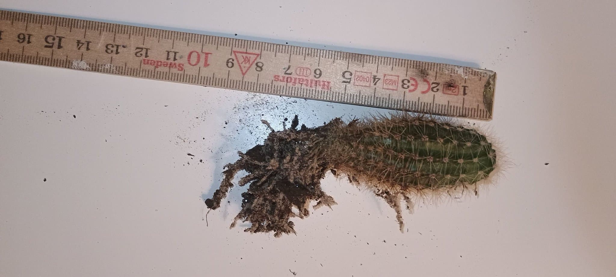 Jordnöts kaktus ,chamercereus silvestrii ,rotad 8 cm ca