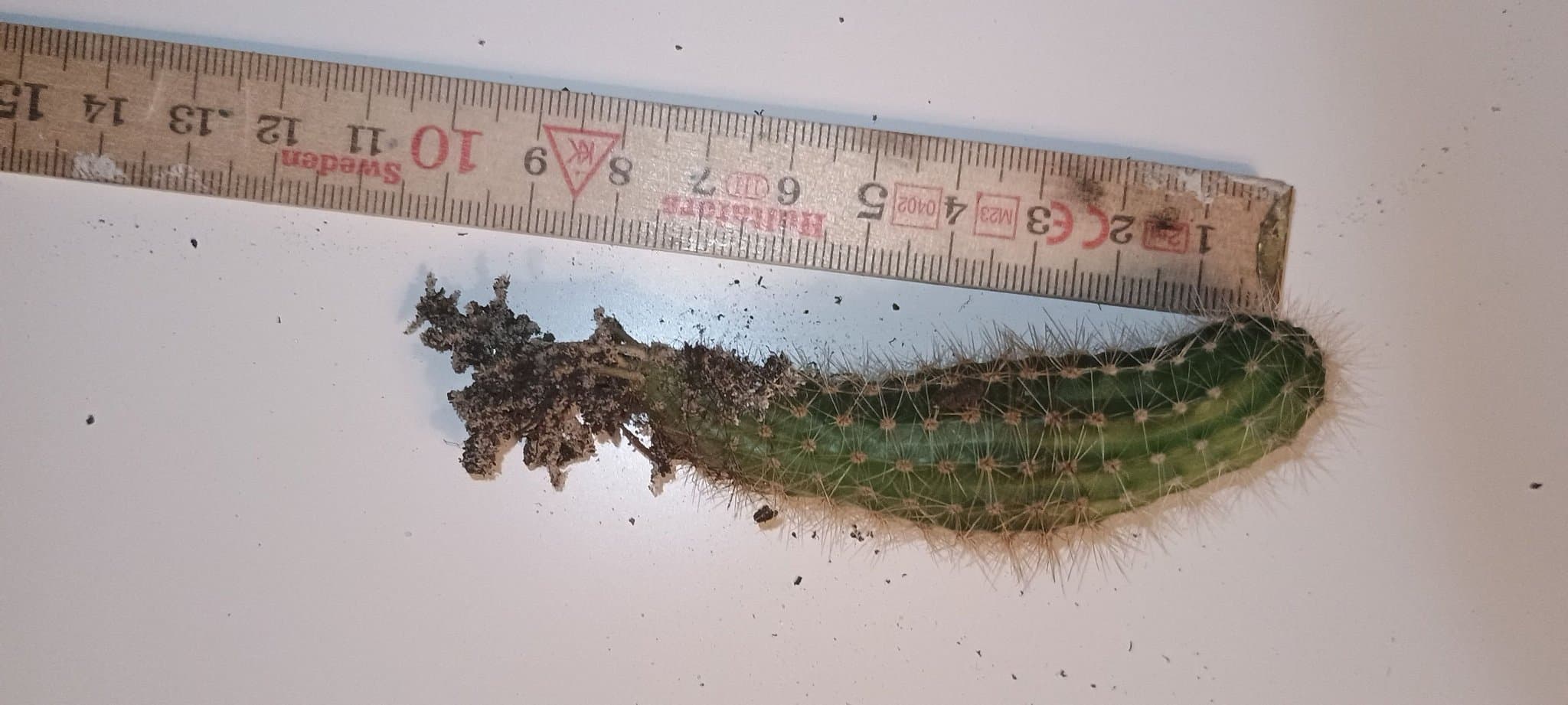 Jordnöts kaktus ,chamercereus silvestrii ,rotad 8 cm ca