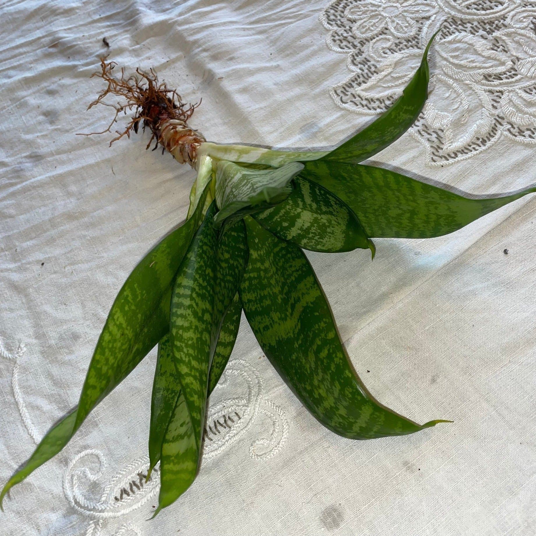 SVÄRMORS BANDROSETT, stor stickling med rötter Sansevieria trifasciata 'Hahnii'