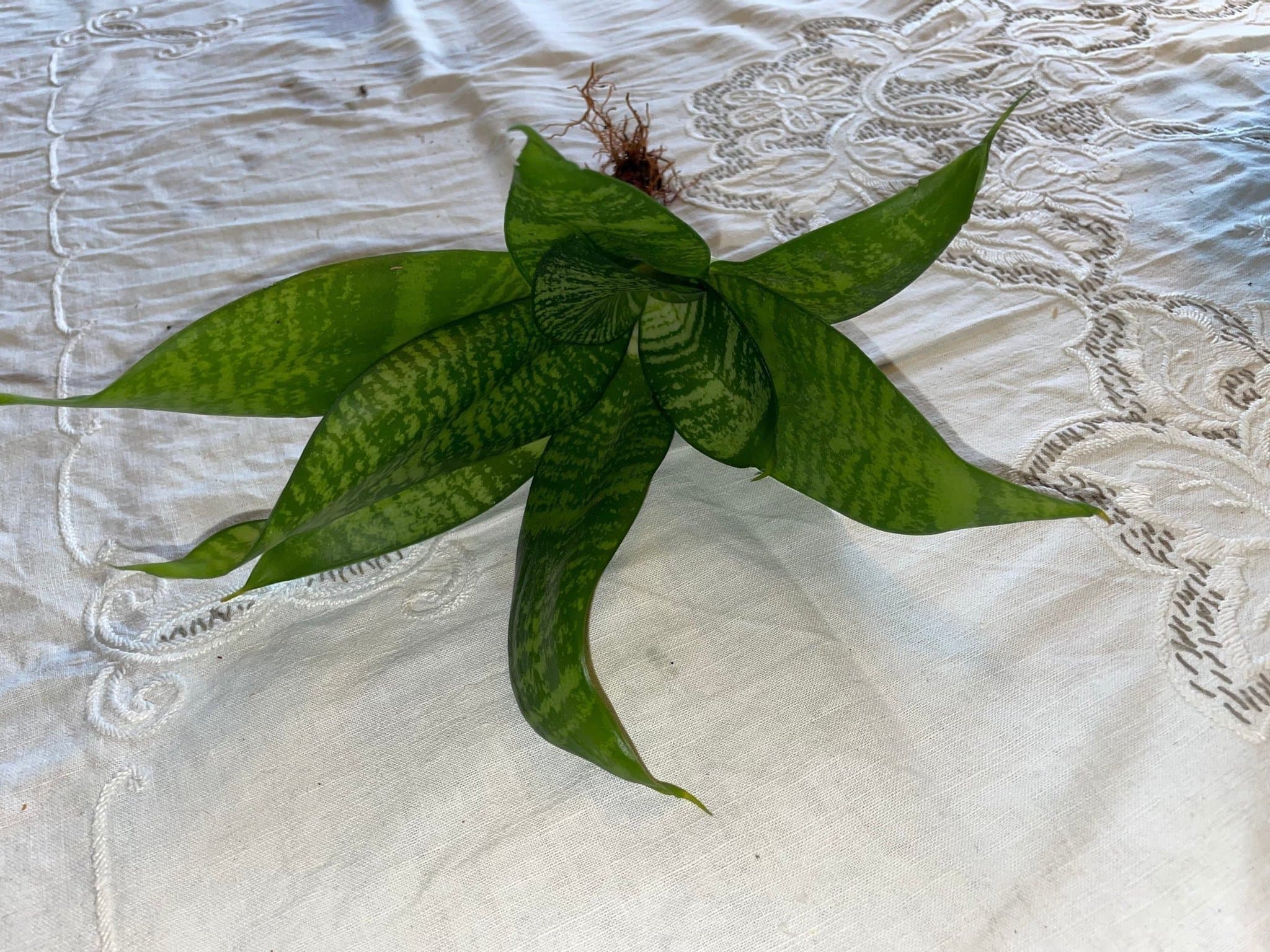 SVÄRMORS BANDROSETT, stor stickling med rötter Sansevieria trifasciata 'Hahnii'