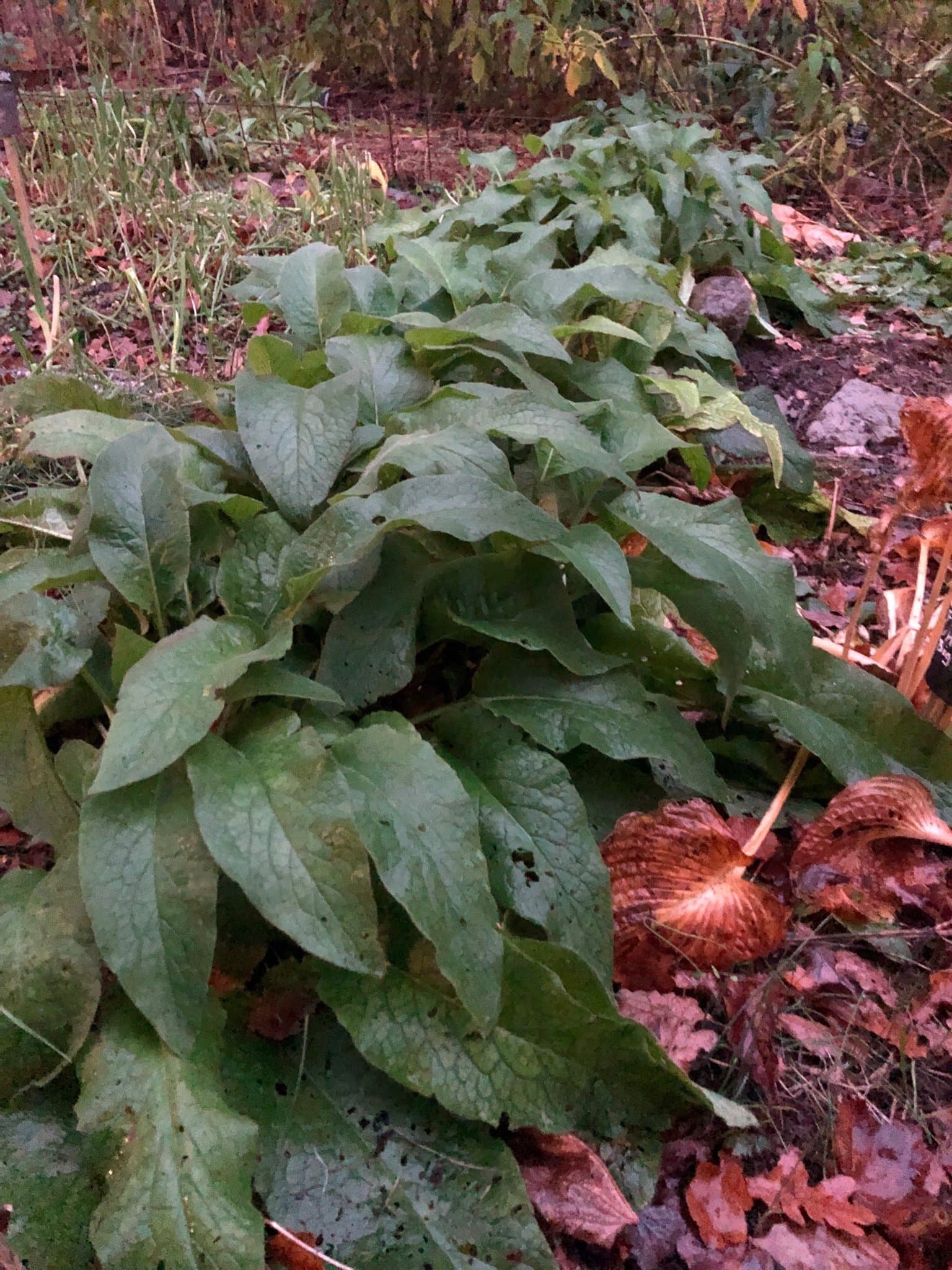 Bocking 14 Vallört som (veganskt) gödsel