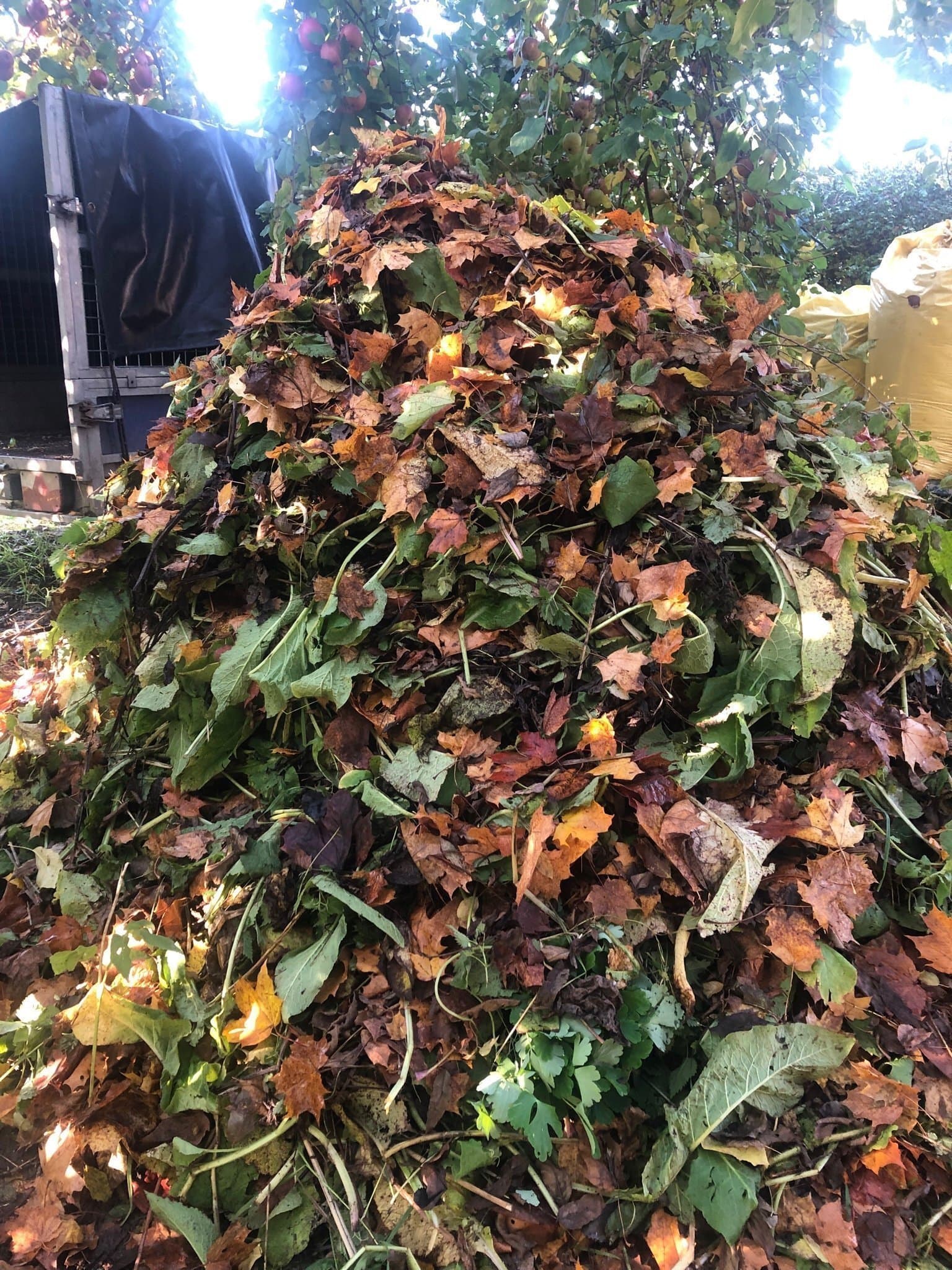 Bocking 14 Vallört som (veganskt) gödsel