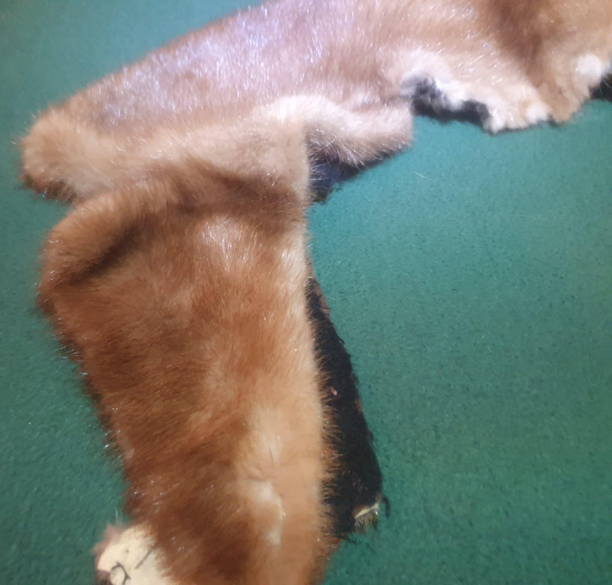 Brun pälskrage från 40-50 talet (antagligen kanin)med brunt sammetstyg.