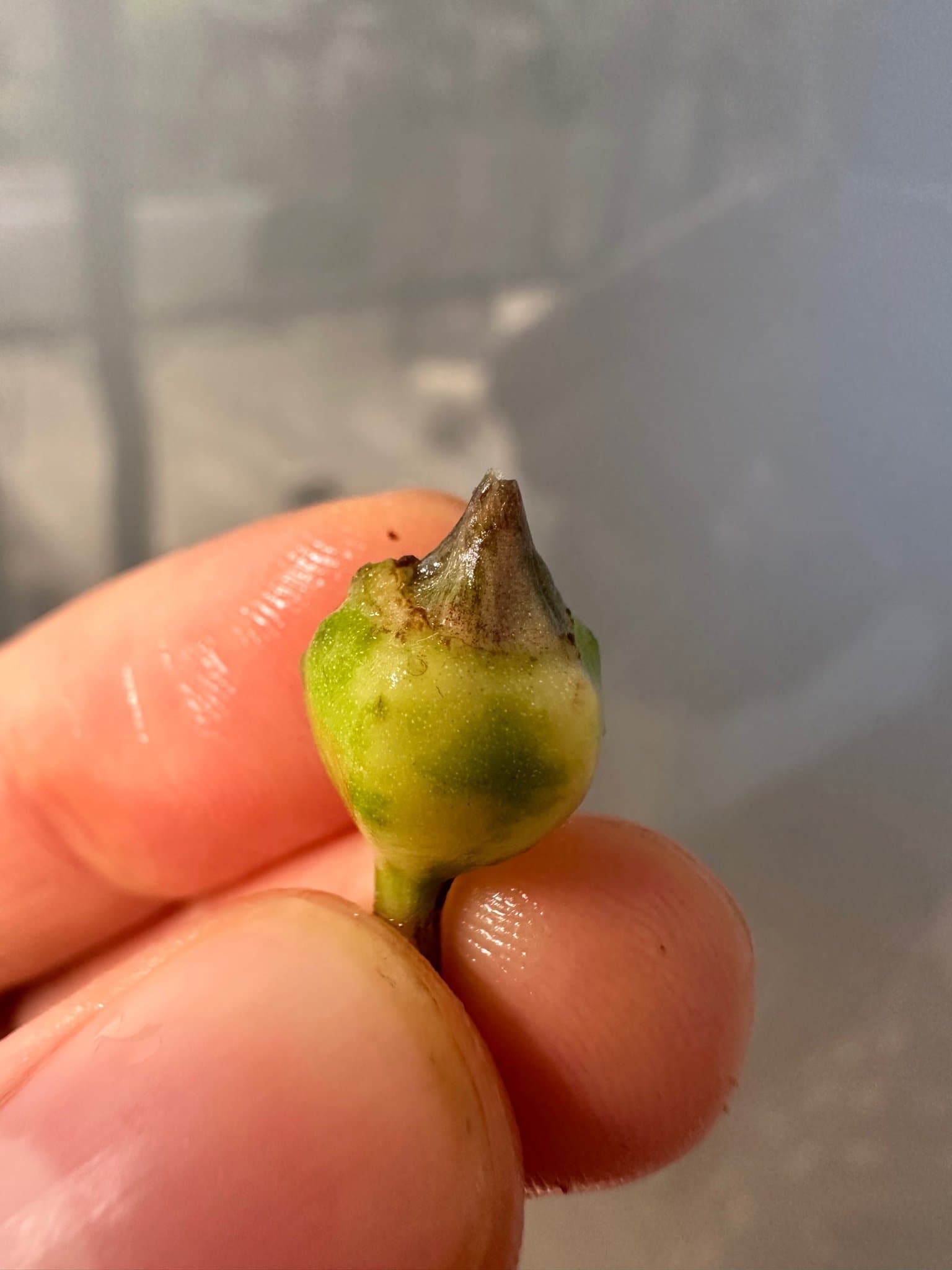 Alocasia regal shield albo variegata Corm