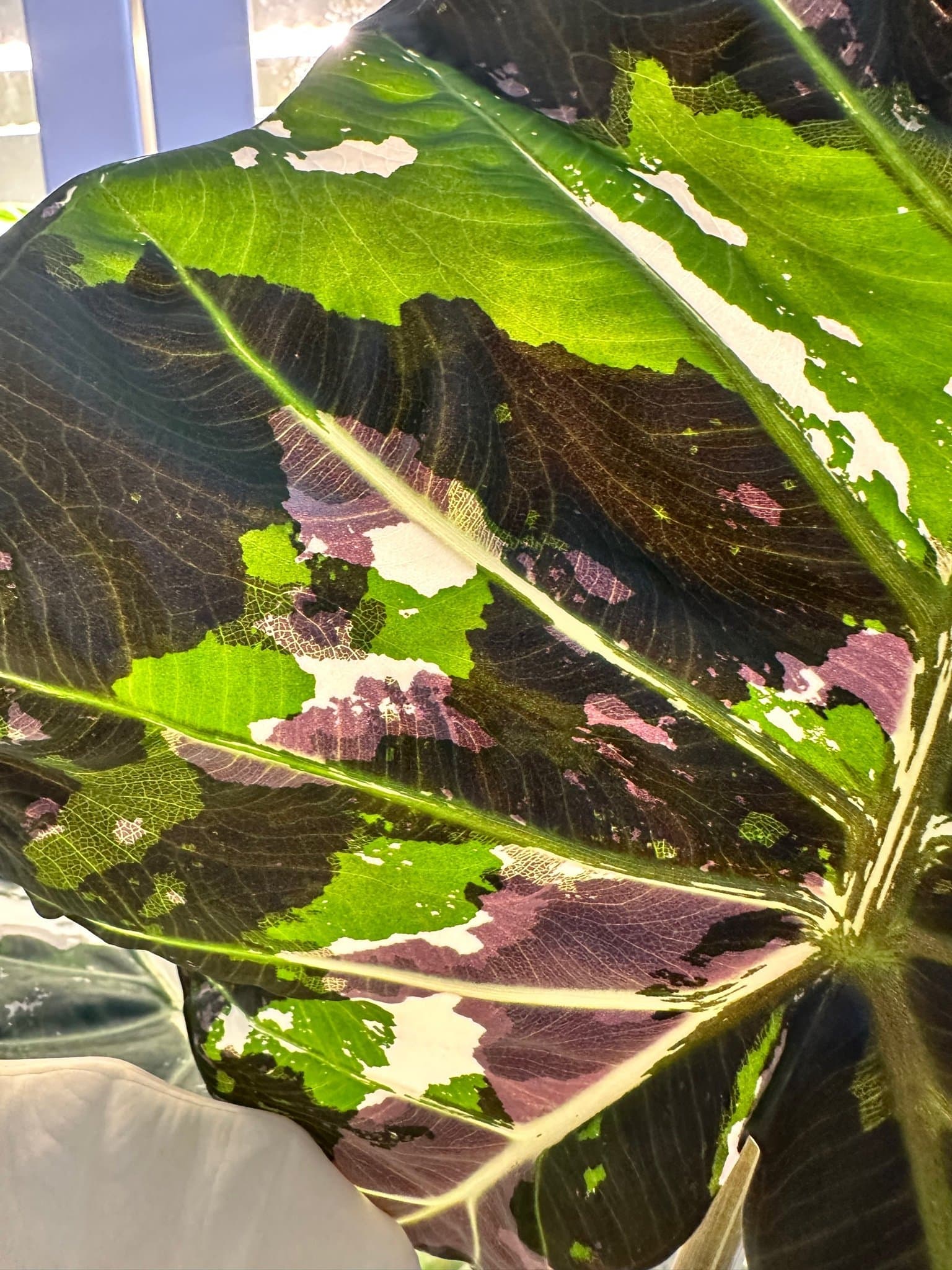 Alocasia regal shield albo variegata Corm