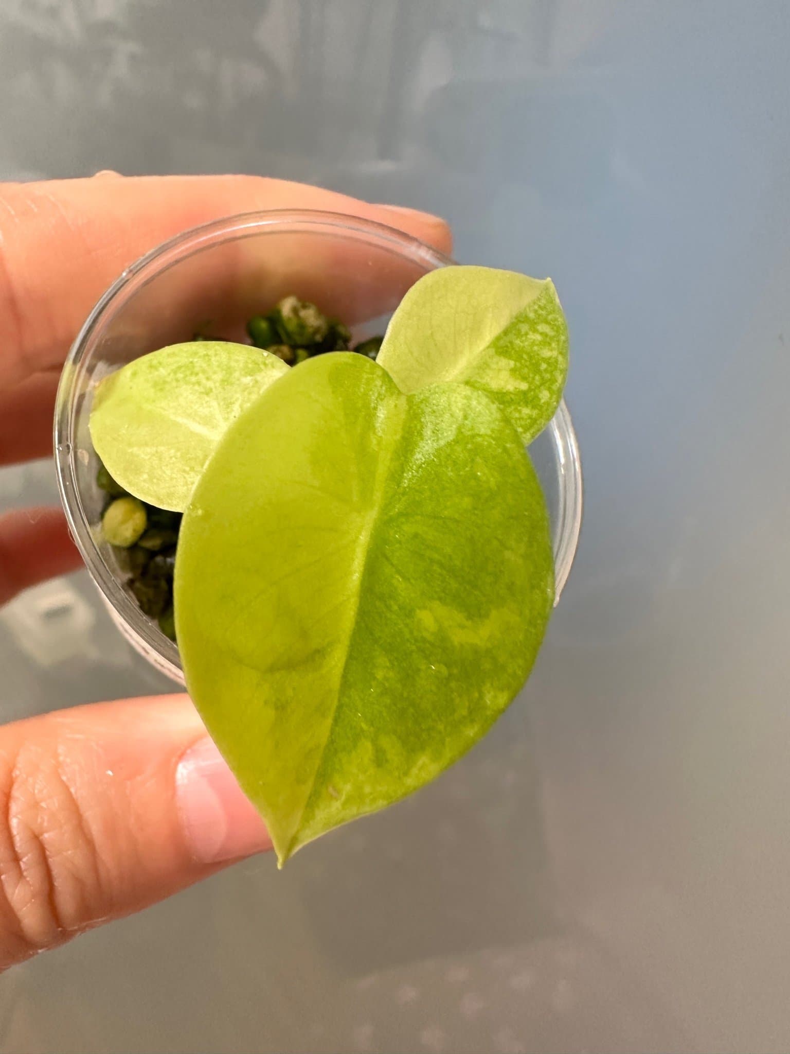 Alocasia longiloba lemon lime Variegata
